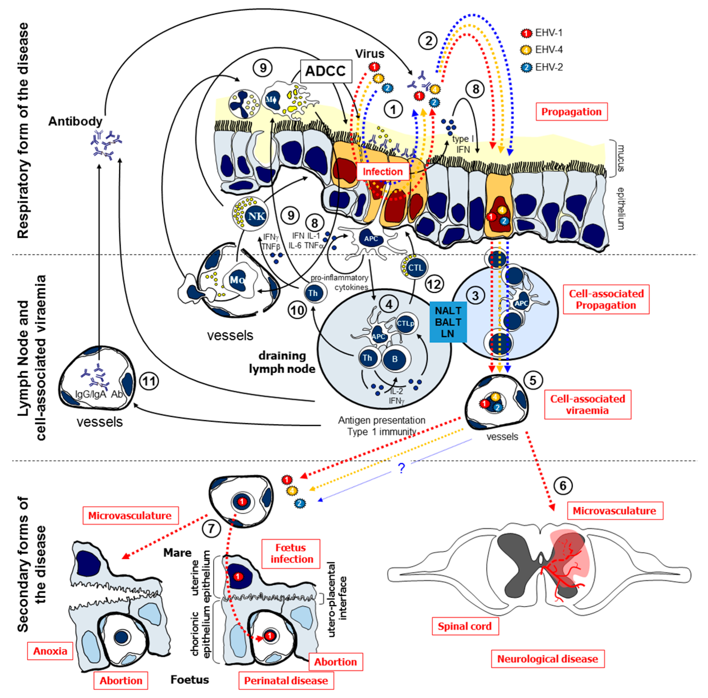 Vaccines 05 00028 g001