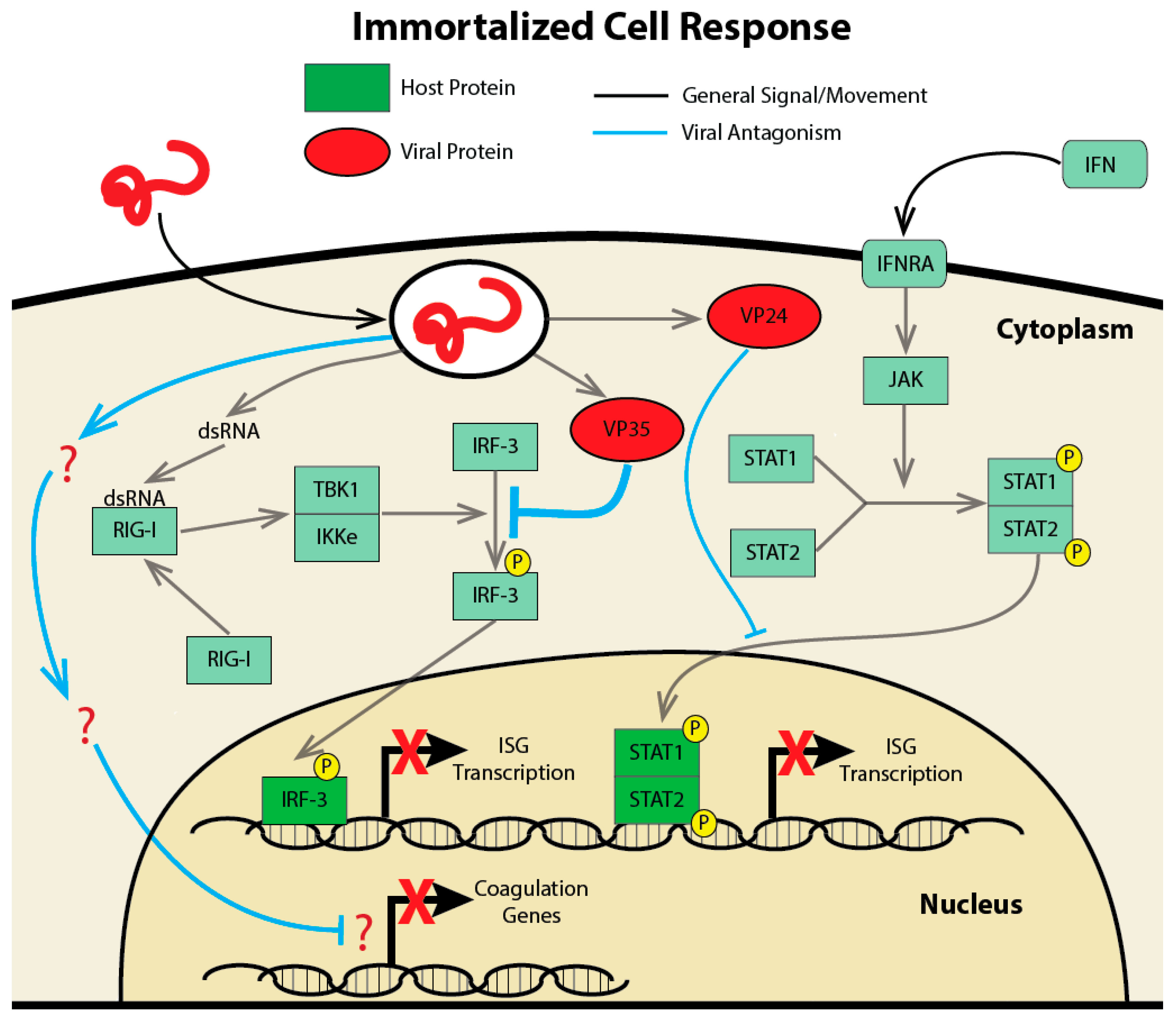 Host Transcriptional Response to Ebola Virus Infection