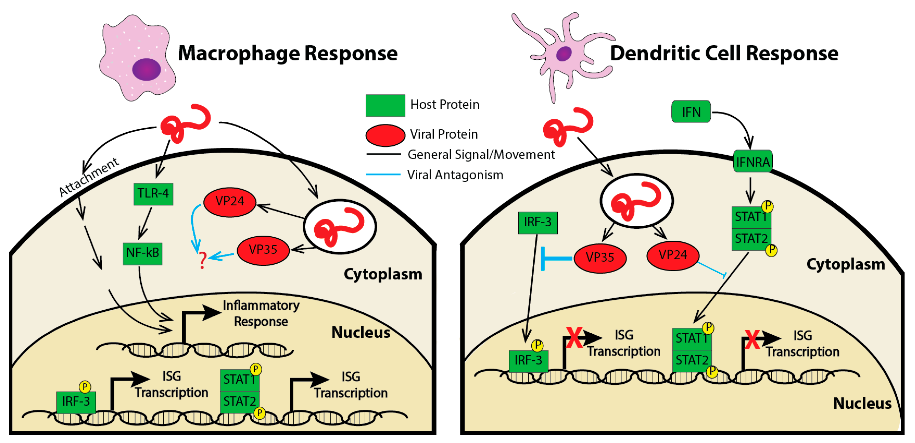 Vaccines 05 00030 g002 Vaccines 05 00030 g002