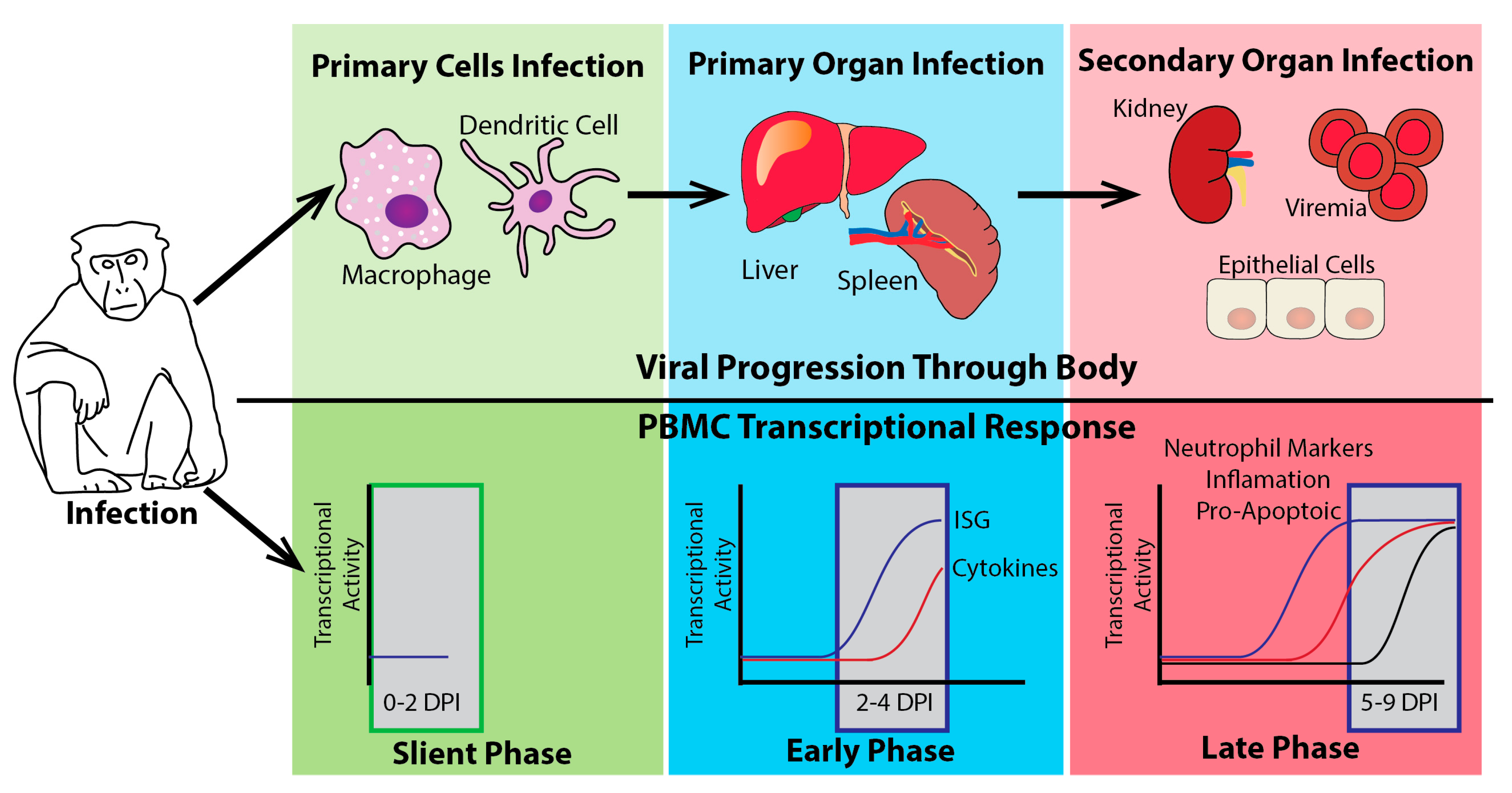 Vaccines 05 00030 g004 Vaccines 05 00030 g004