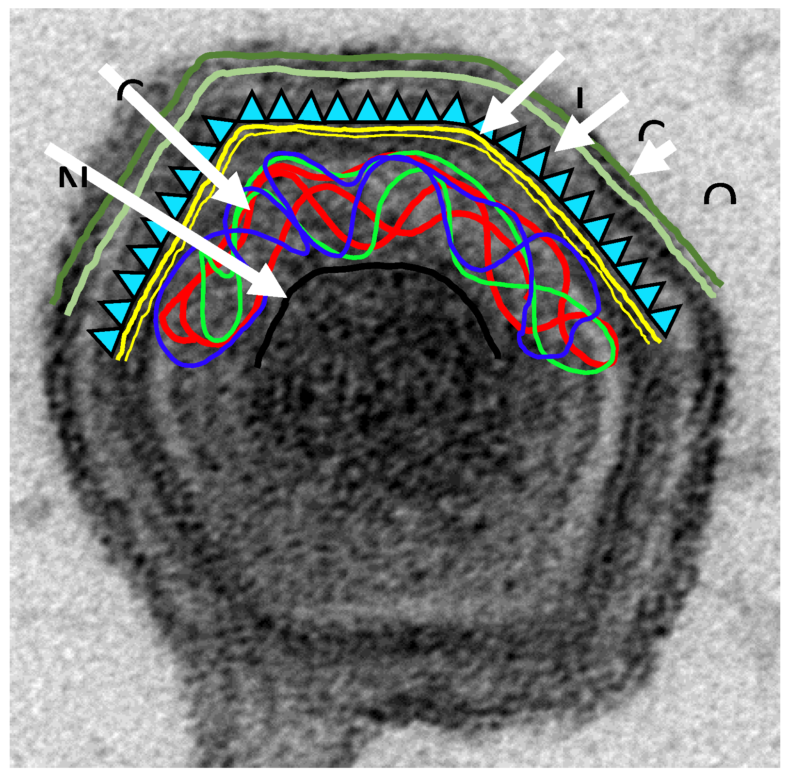 Vaccines 05 00035 g001