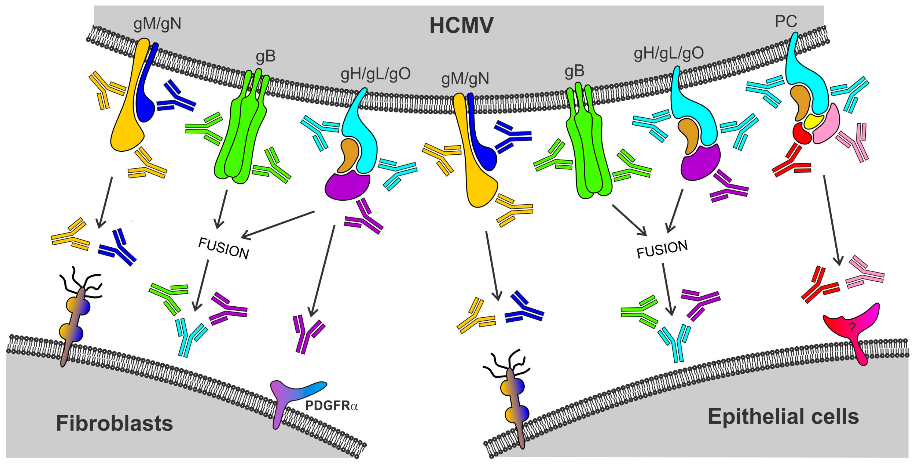 Vaccines 05 00039 g001 550