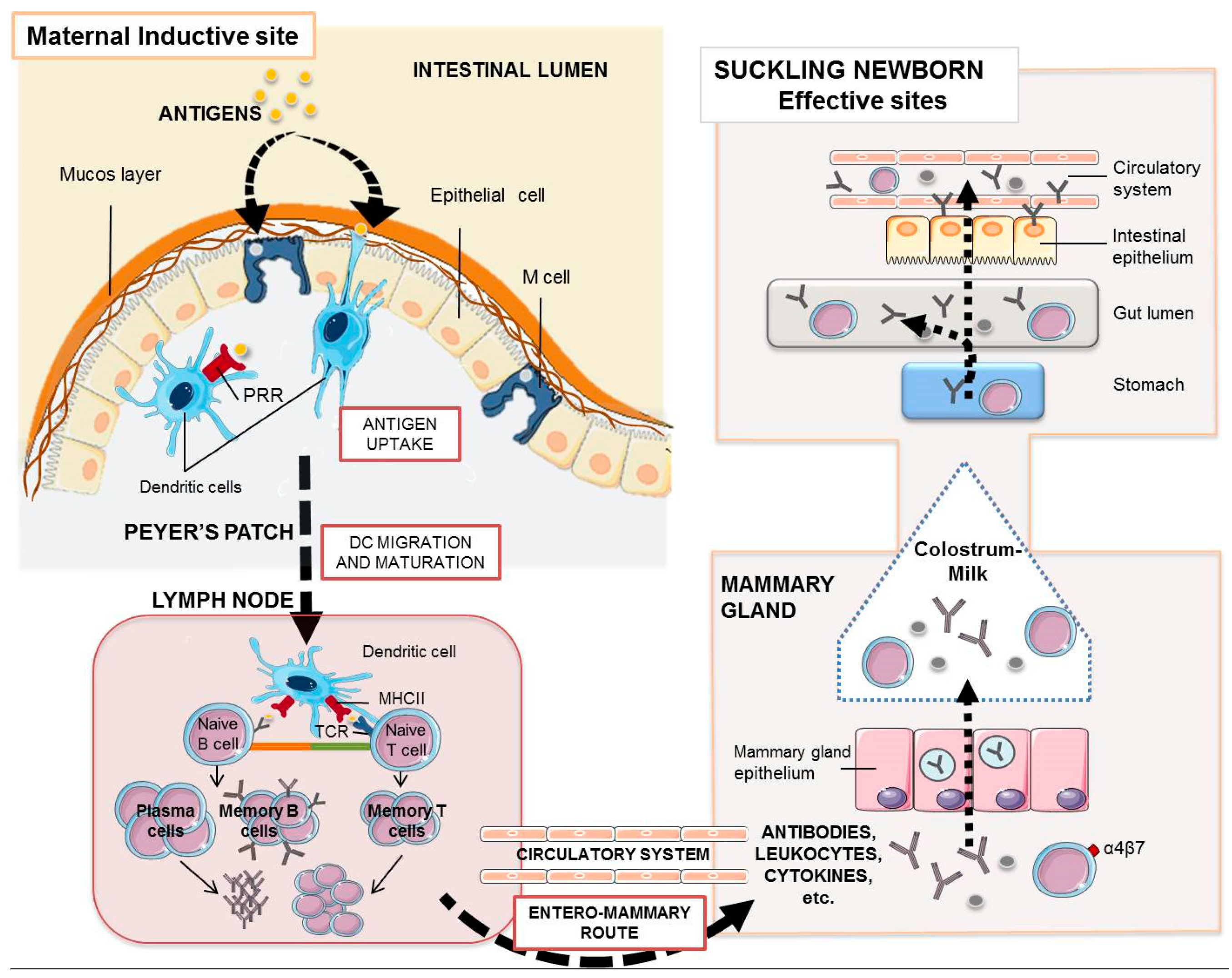 Vaccines 05 00048 g001