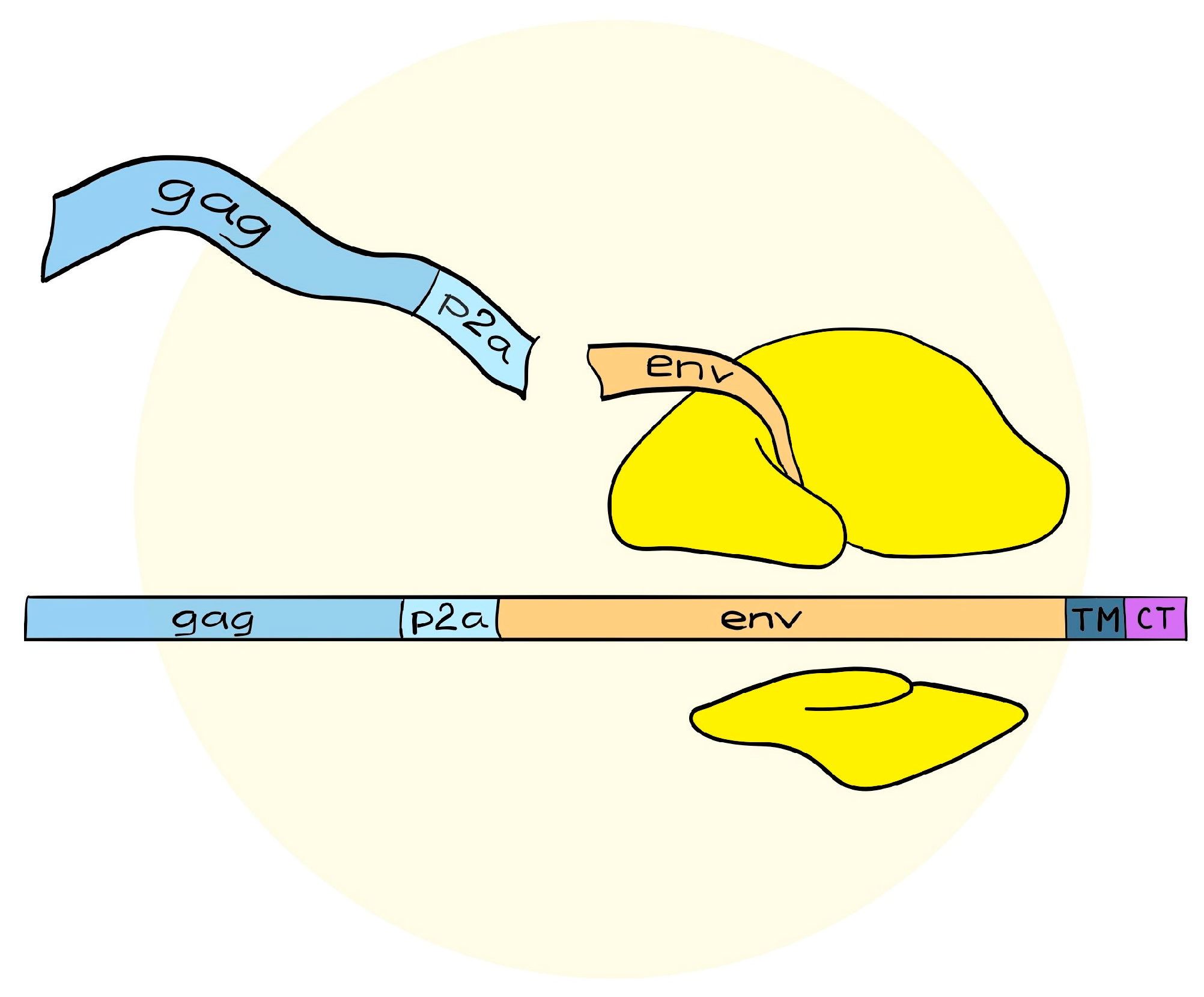 Vaccines 06 00010 g002 Vaccines 06 00010 g002