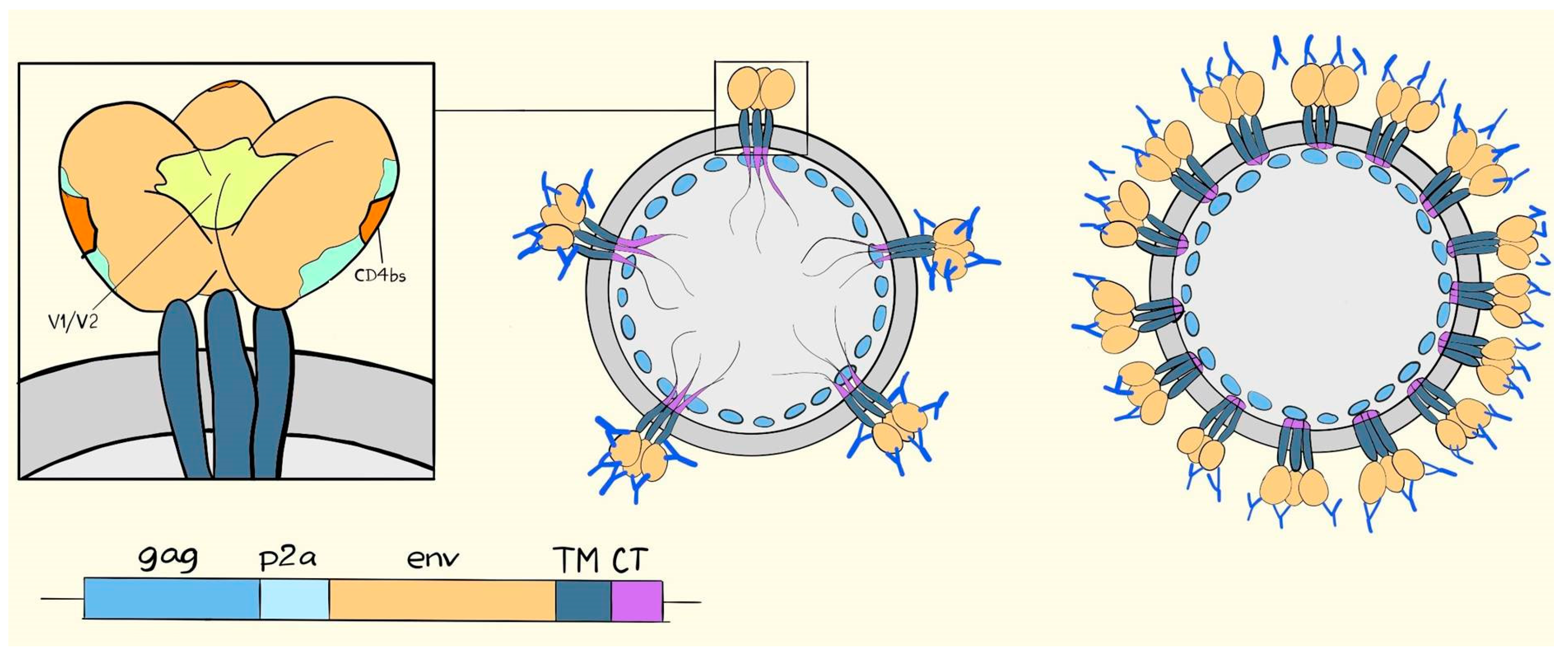 Vaccines 06 00010 g004 Vaccines 06 00010 g004