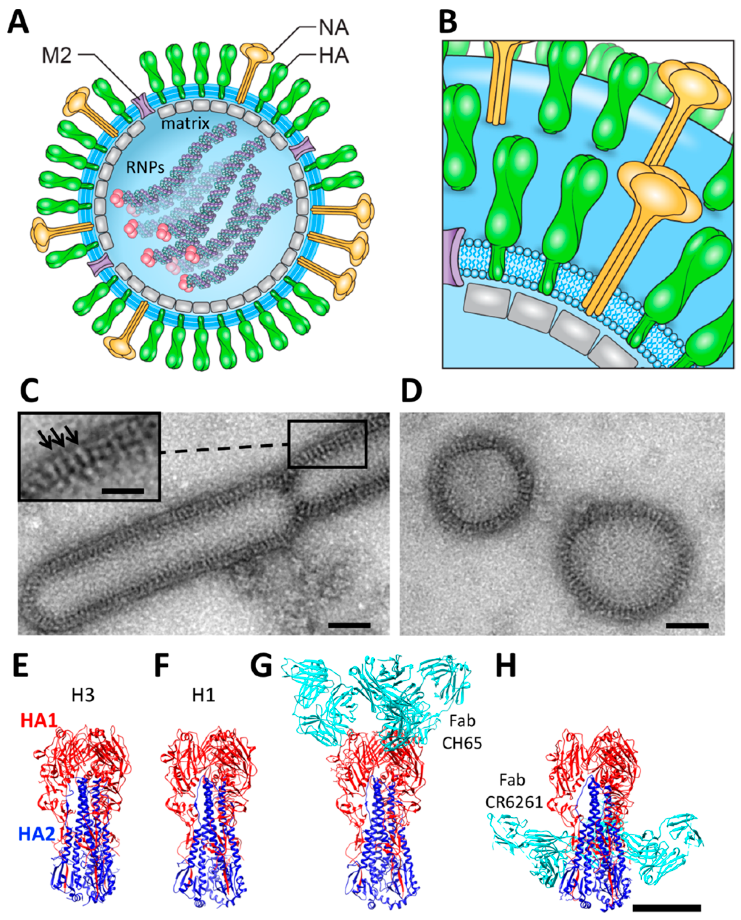 Vaccines 06 00031 g001 Vaccines 06 00031 g001