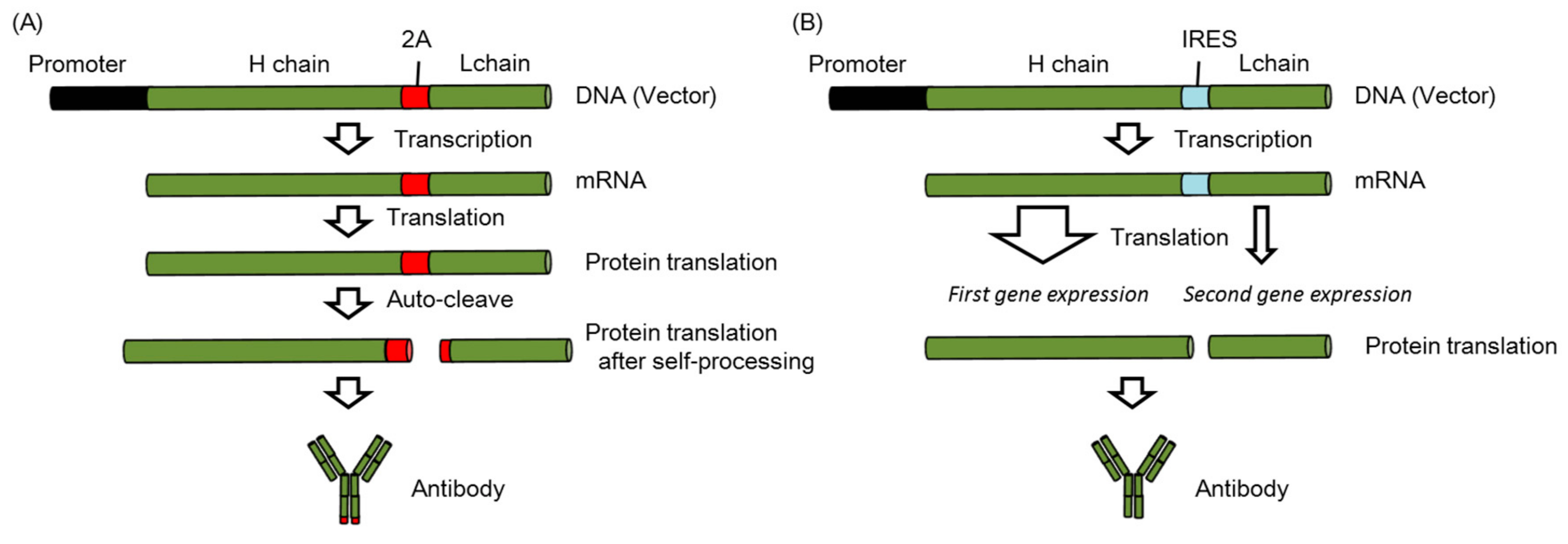 Vaccines 06 00035 g003 Vaccines 06 00035 g003