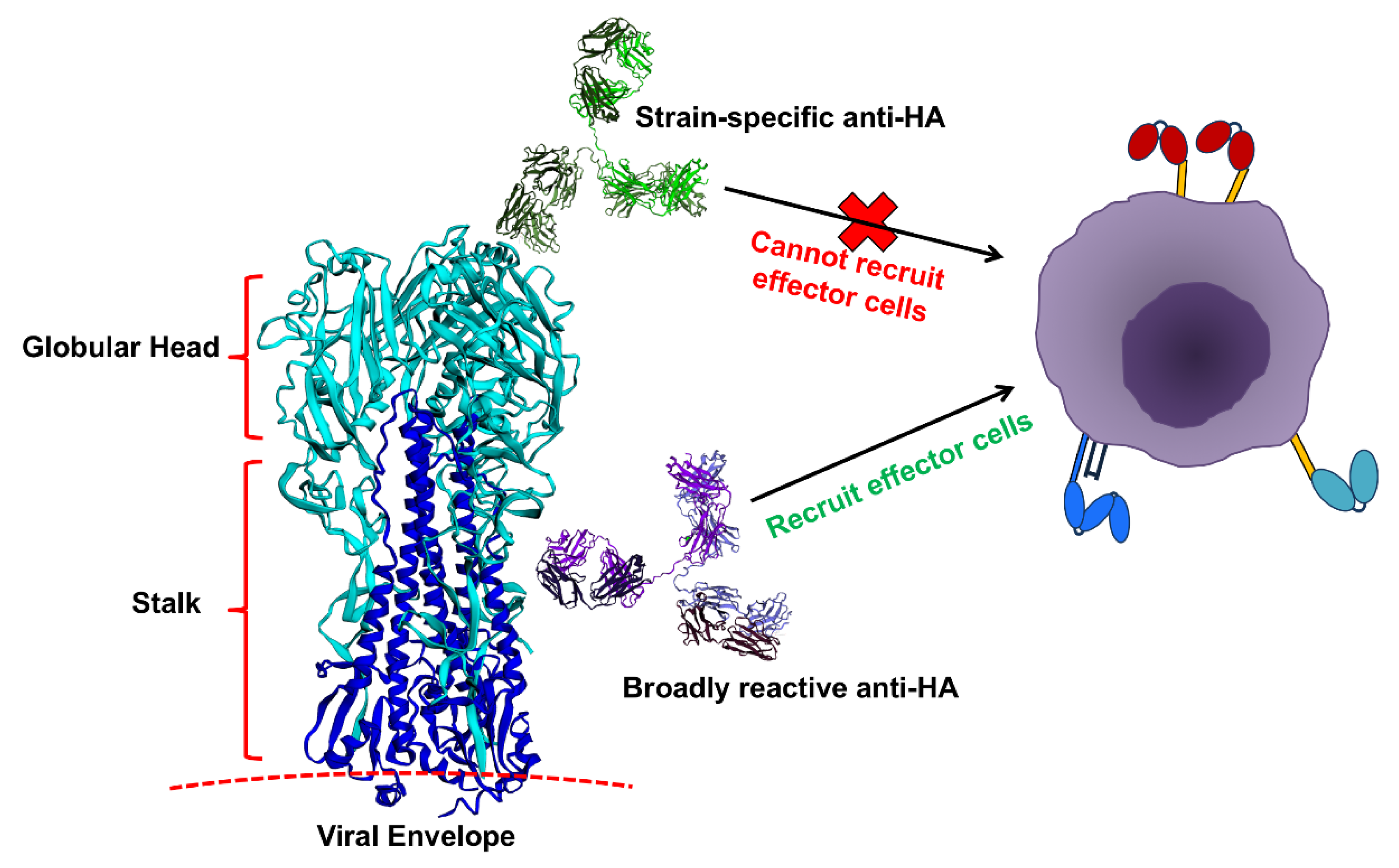 Vaccines 06 00036 g002