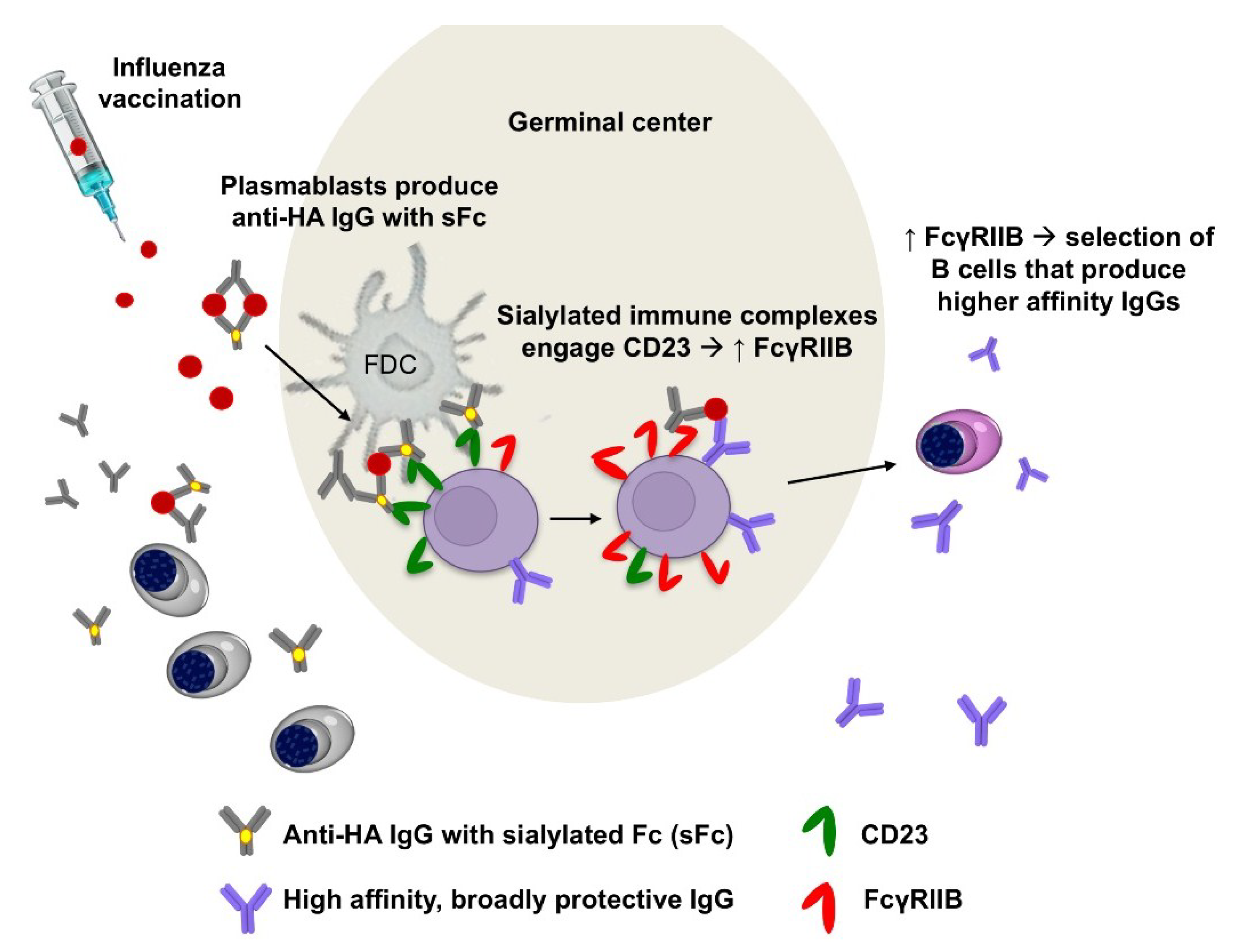 Vaccines 06 00036 g003
