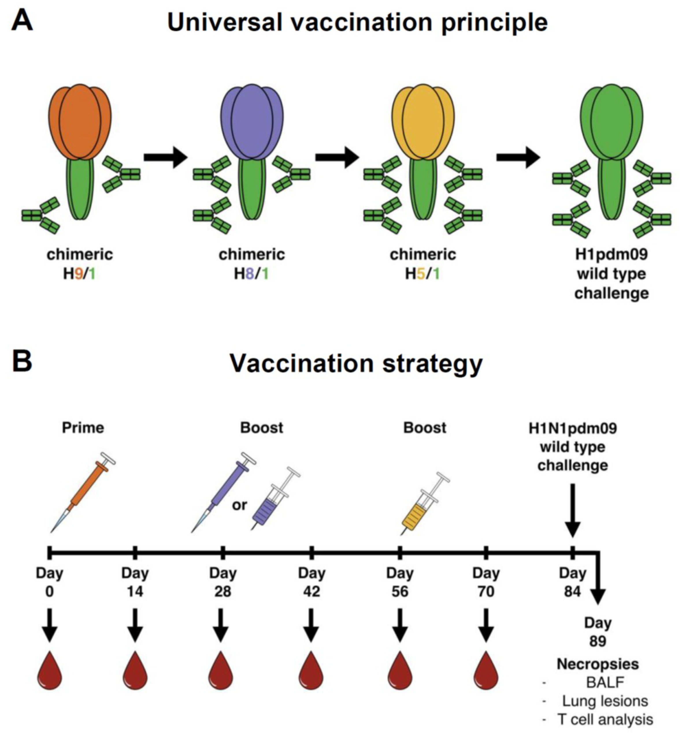 Vaccines Free FullText A Universal Influenza Virus Vaccine