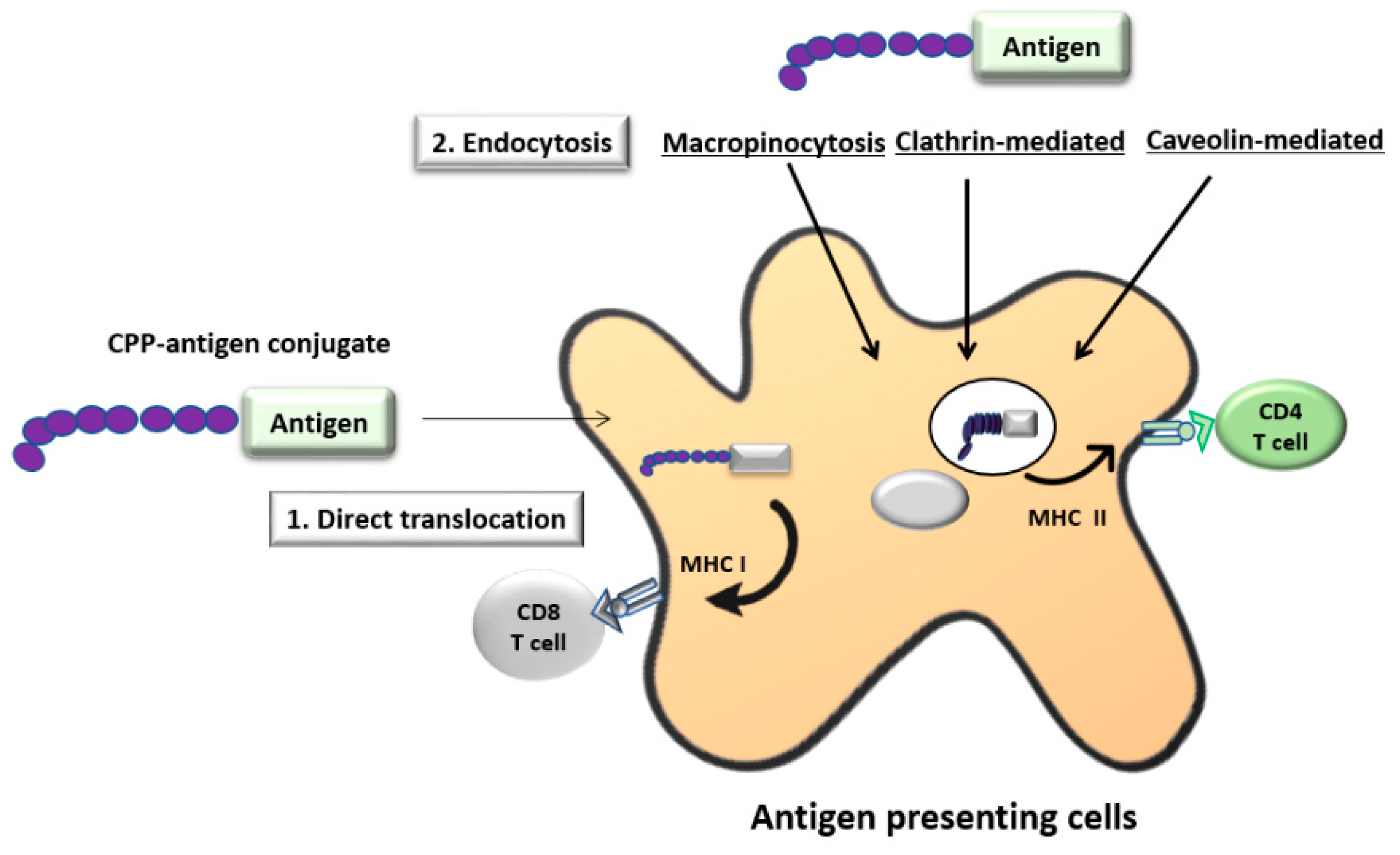 Vaccines 06 00075 g005 Vaccines 06 00075 g005