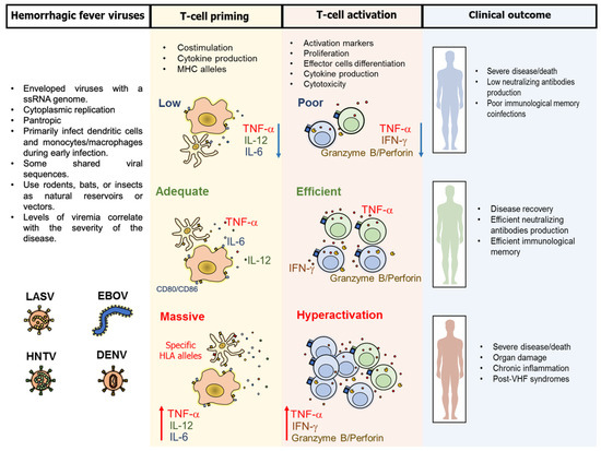 Vaccines Free Full Text T Cell Response To Viral Hemorrhagic Fevers vaccines-free-full-text-t-cell-response-to-viral-hemorrhagic-fevers