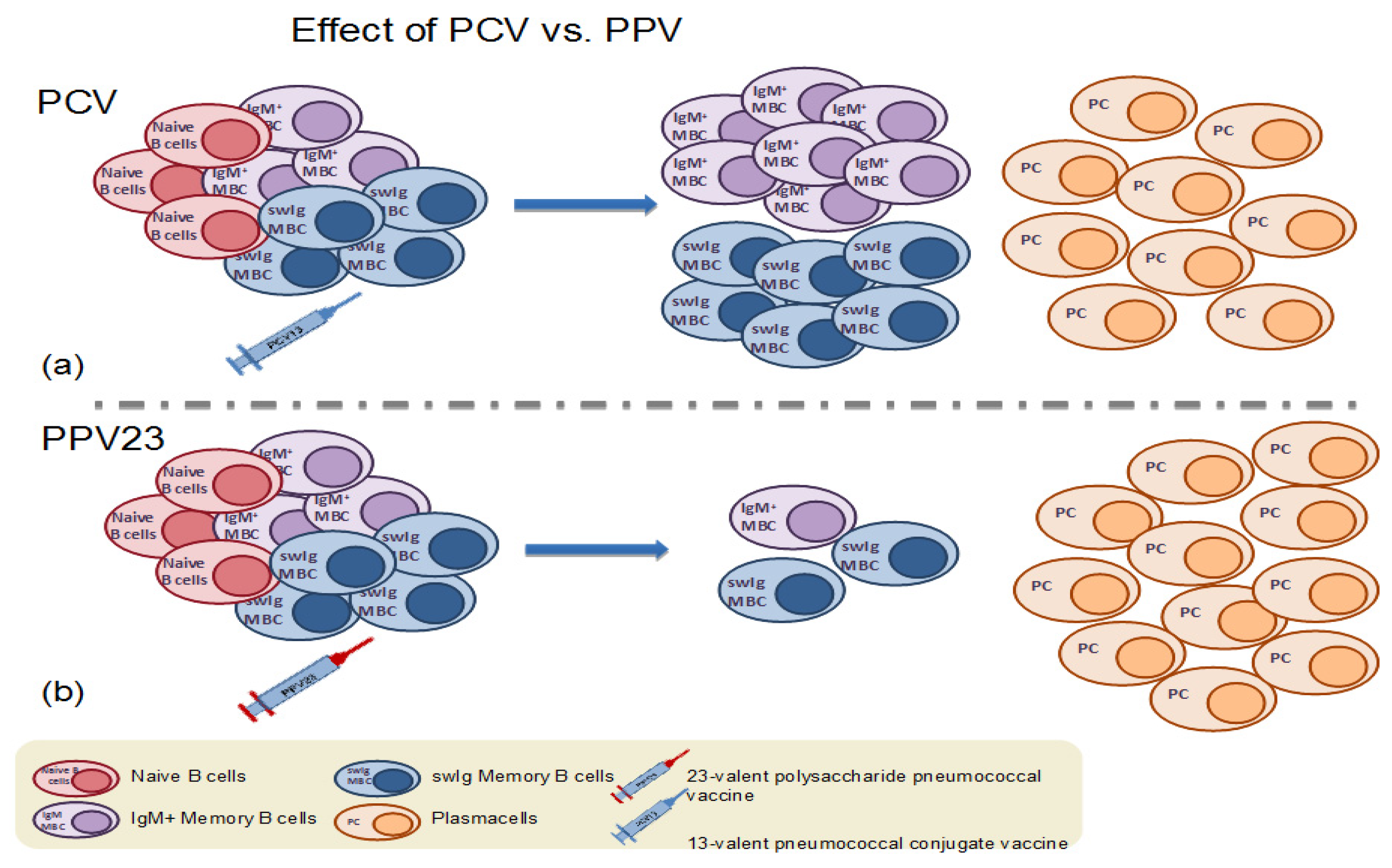 Pneumococcal vaccine