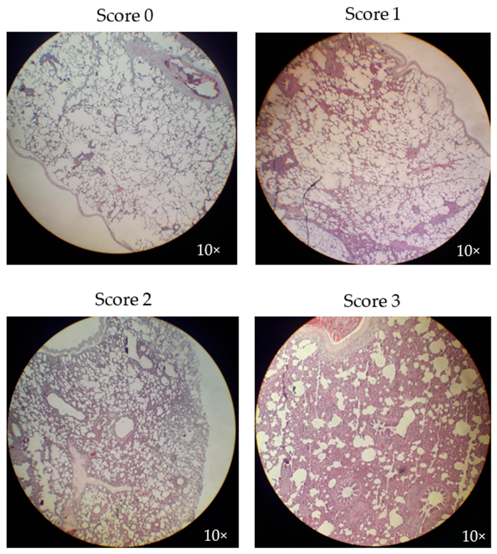 Vaccines 07 00043 g006 Vaccines 07 00043 g006