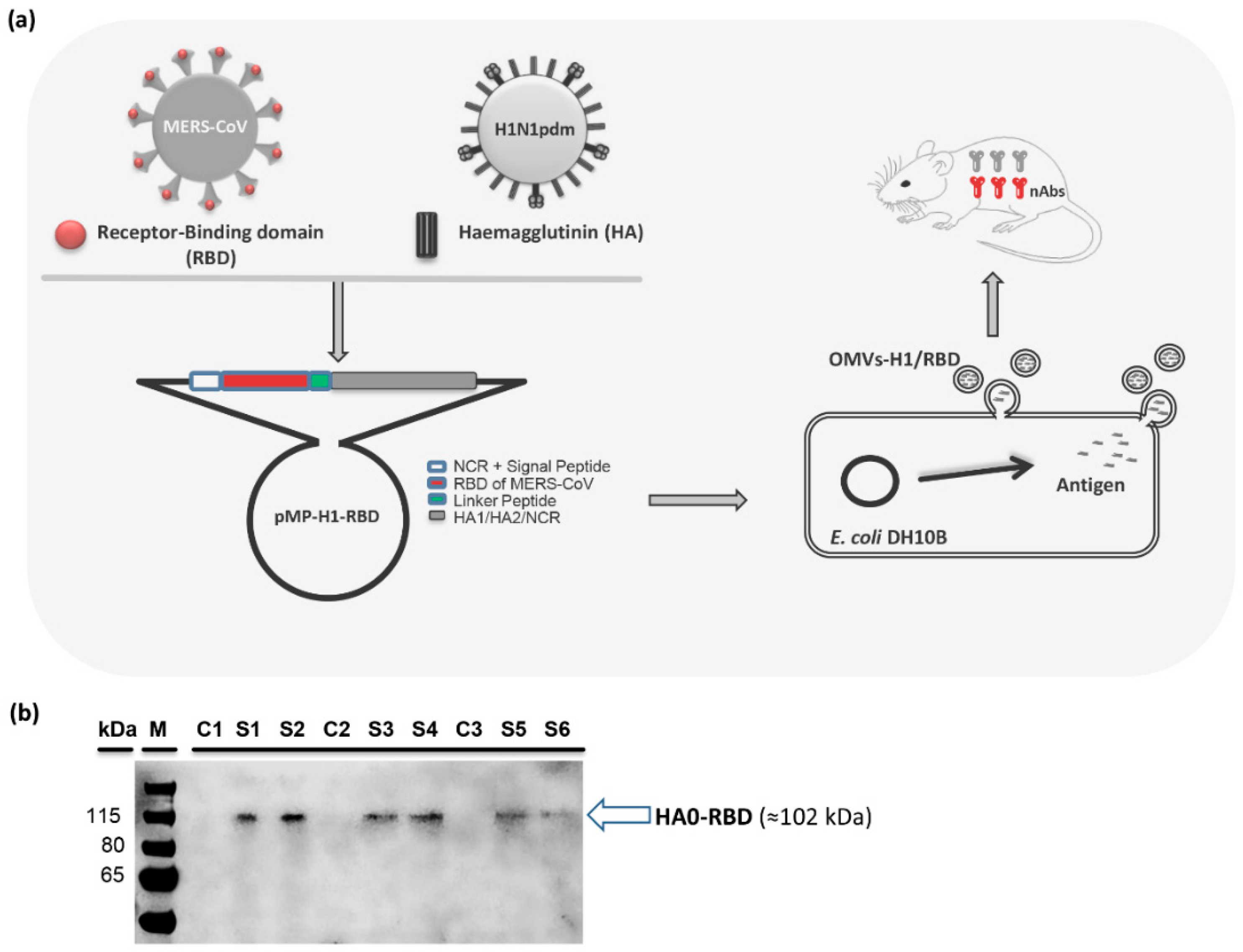 Vaccines | Free Full-Text | Bacterial Outer Membrane Vesicles (OMVs)-Based Dual ...2971 x 2276