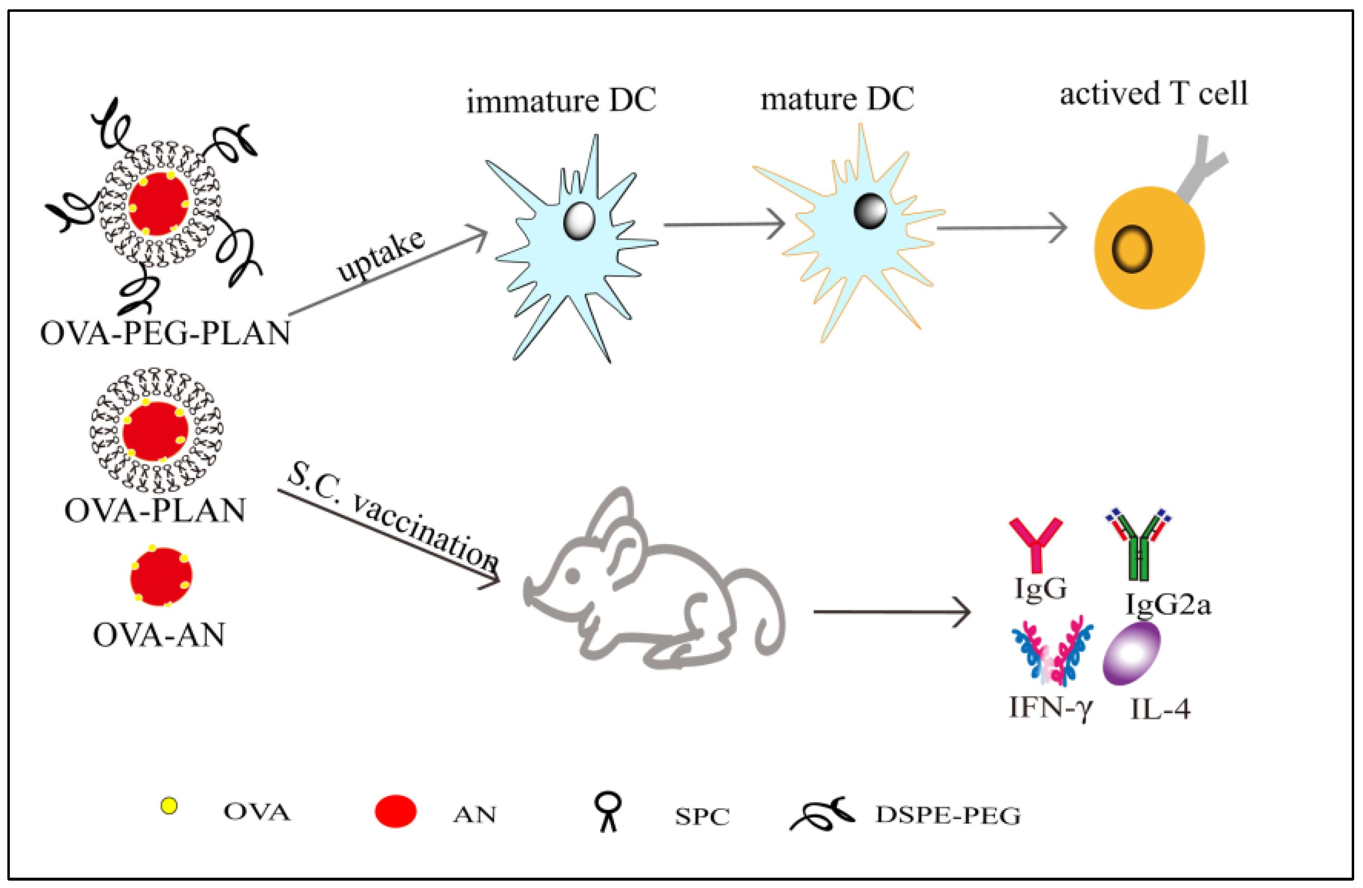 Vaccines Free FullText Covering Aluminum Oxide Nanoparticles with