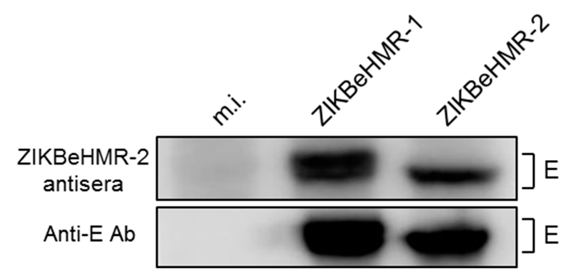 Vaccines 07 00055 g006 Vaccines 07 00055 g006