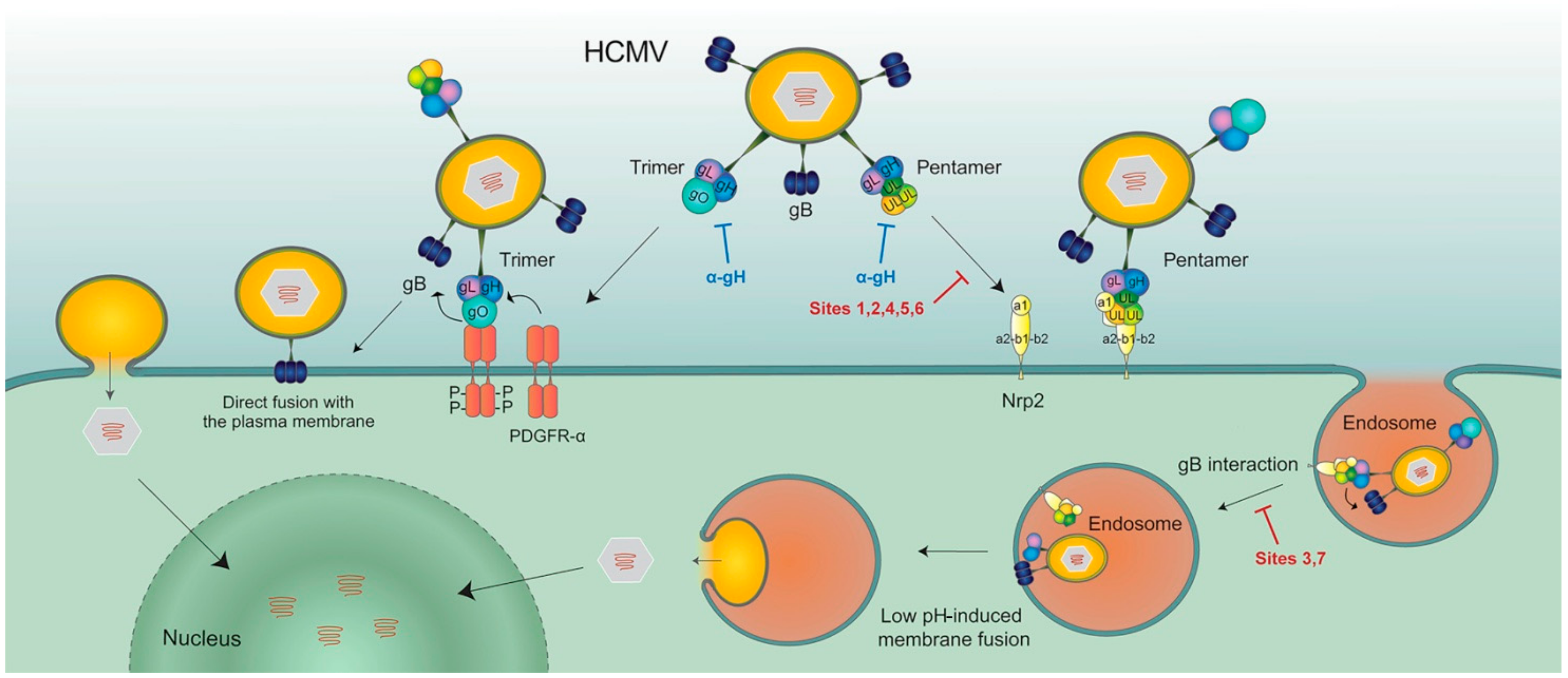Vaccines 07 00070 g005