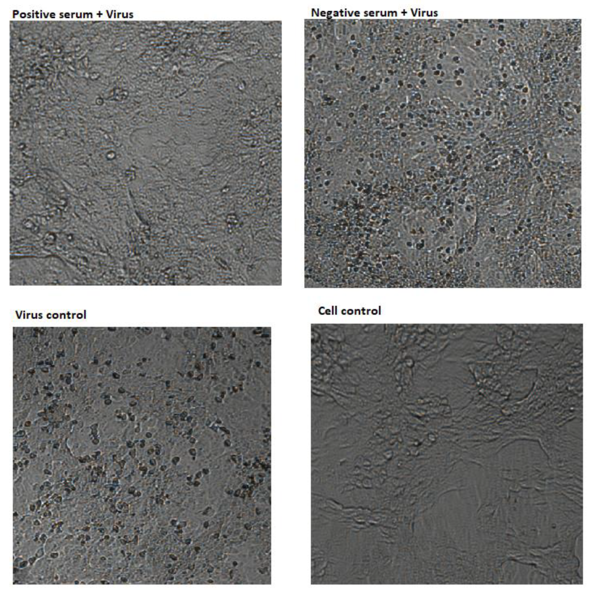 Vaccines 07 00072 g004 Vaccines 07 00072 g004