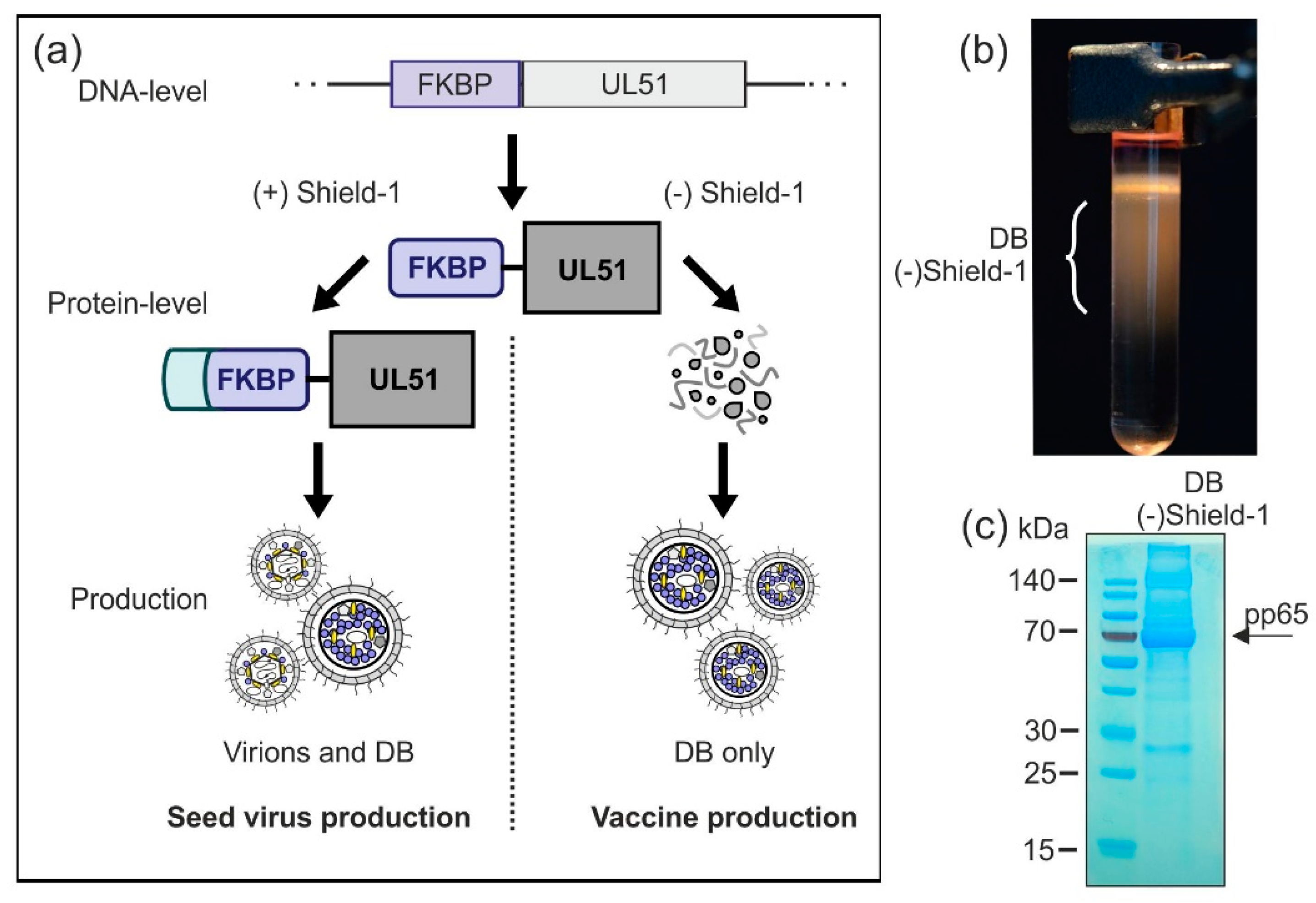 Vaccines 07 00104 g007
