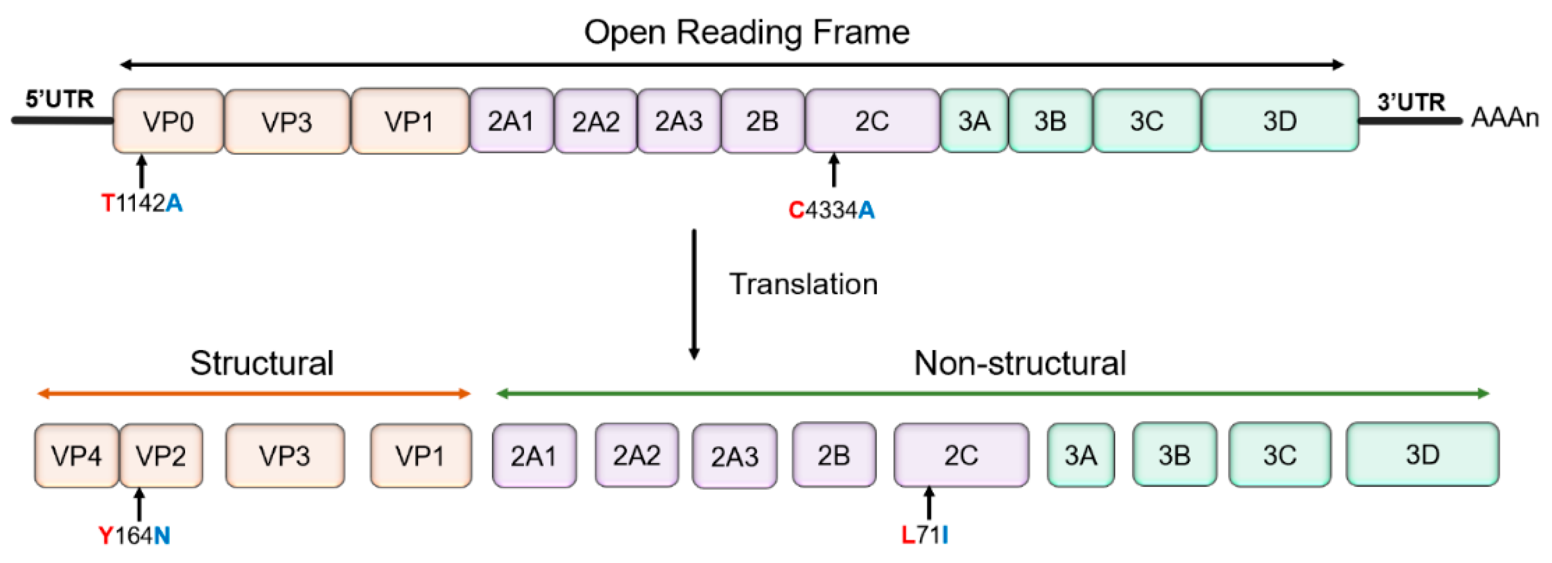Vaccines 07 00111 g001 Vaccines 07 00111 g001