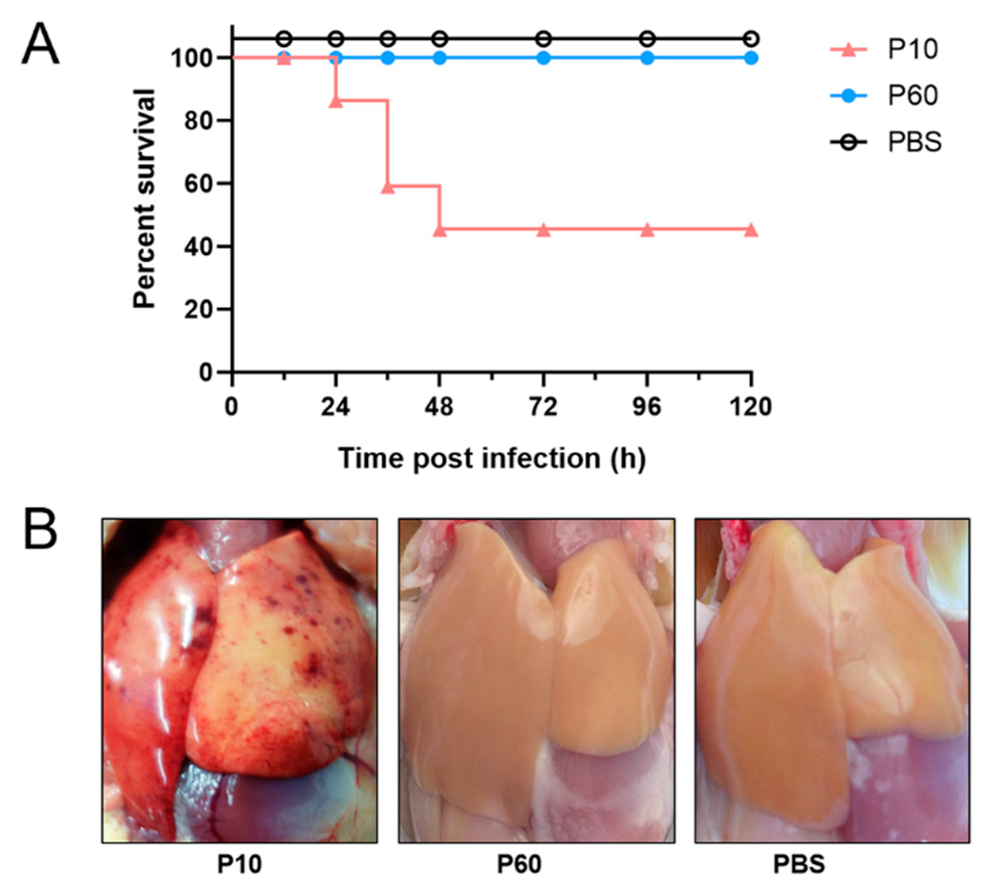 Vaccines 07 00111 g003 Vaccines 07 00111 g003