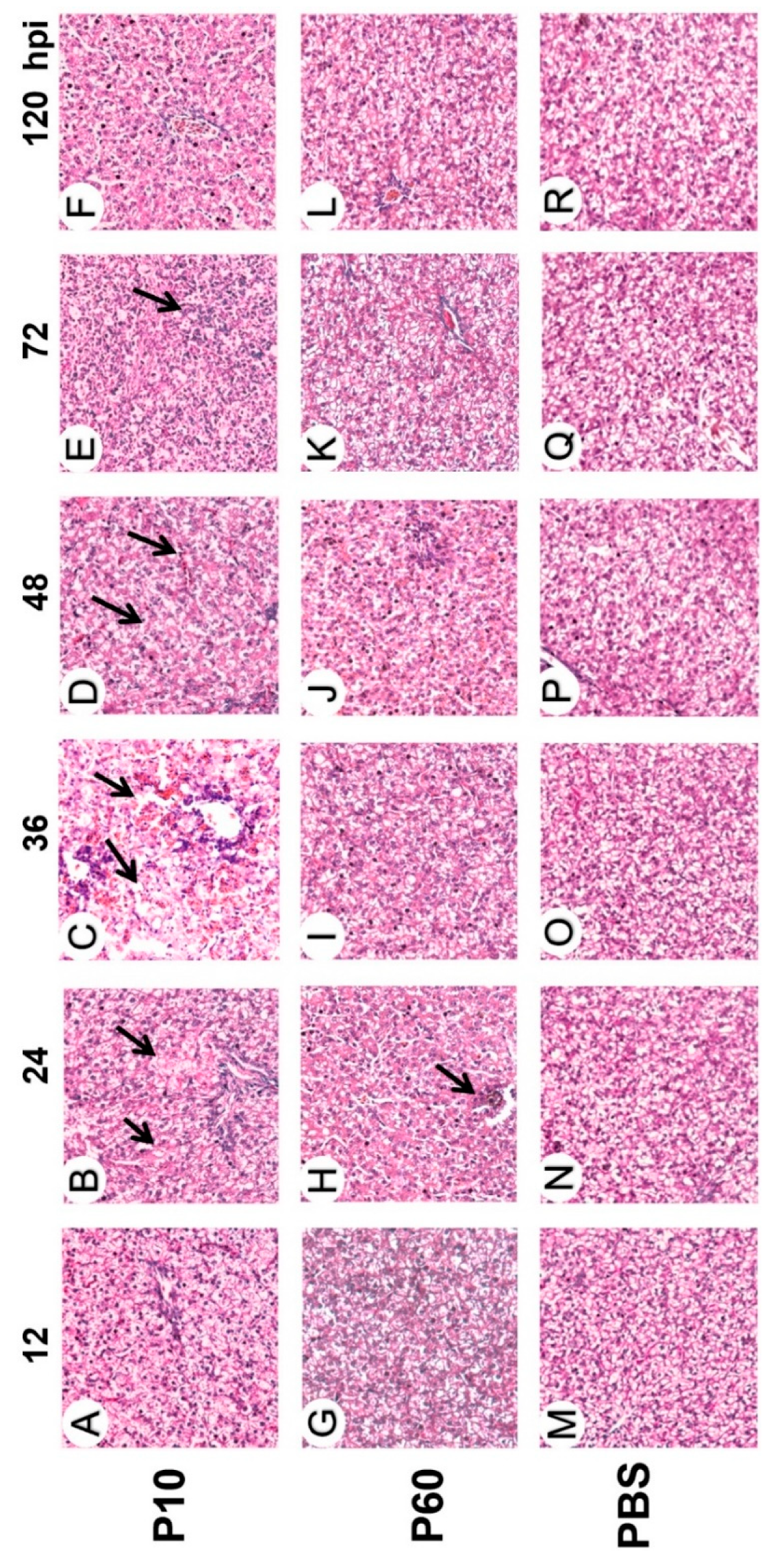 Vaccines 07 00111 g004 Vaccines 07 00111 g004