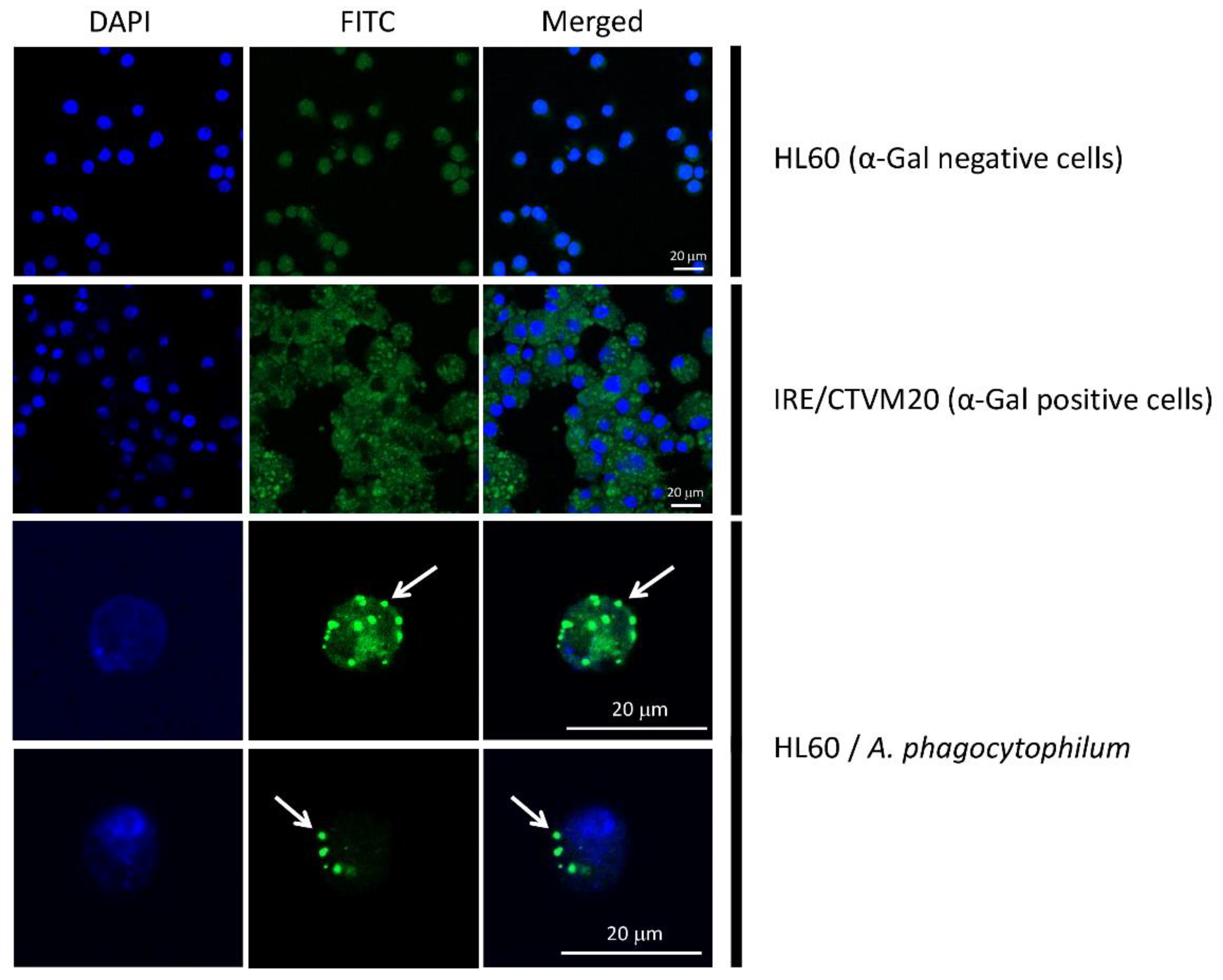 Vaccines 07 00114 g007 Vaccines 07 00114 g007