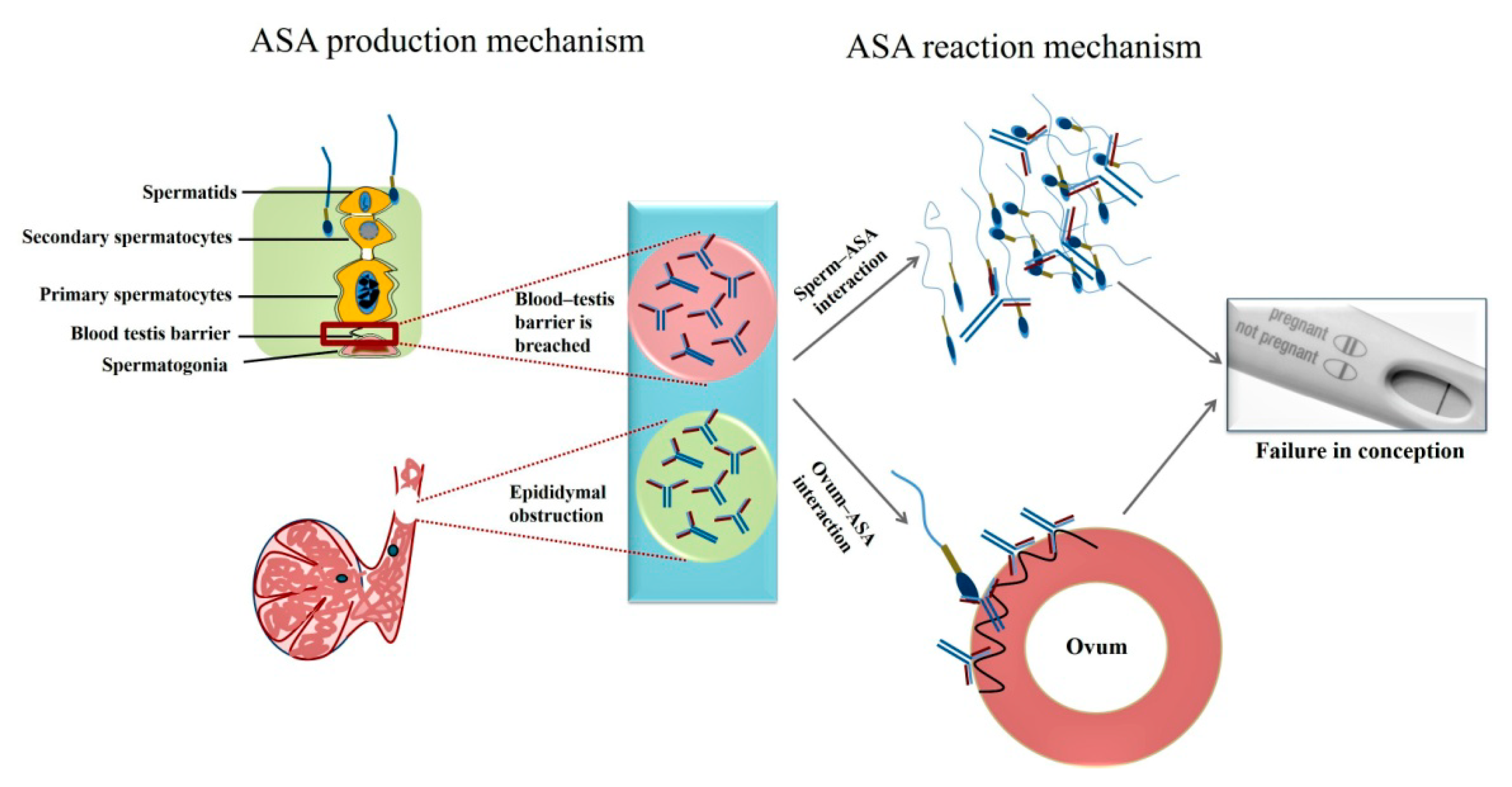 Vaccines Free Full-Text Role of Antisperm Antibodies in Infertility, Pregnancy, and Potential for Contraceptive and Antifertility Vaccine Designs Research Progress and Pioneering Vision