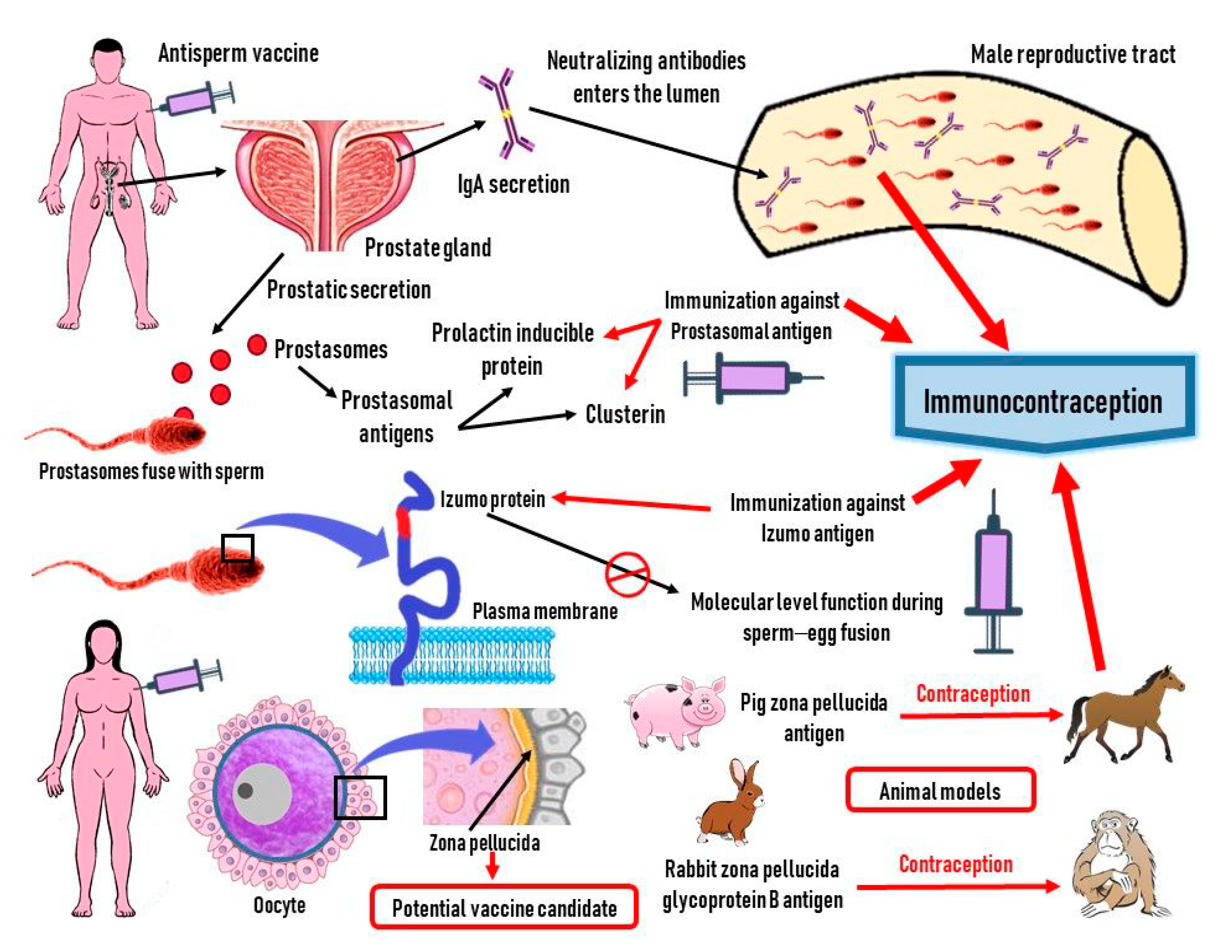 Sperm antibodies success stories