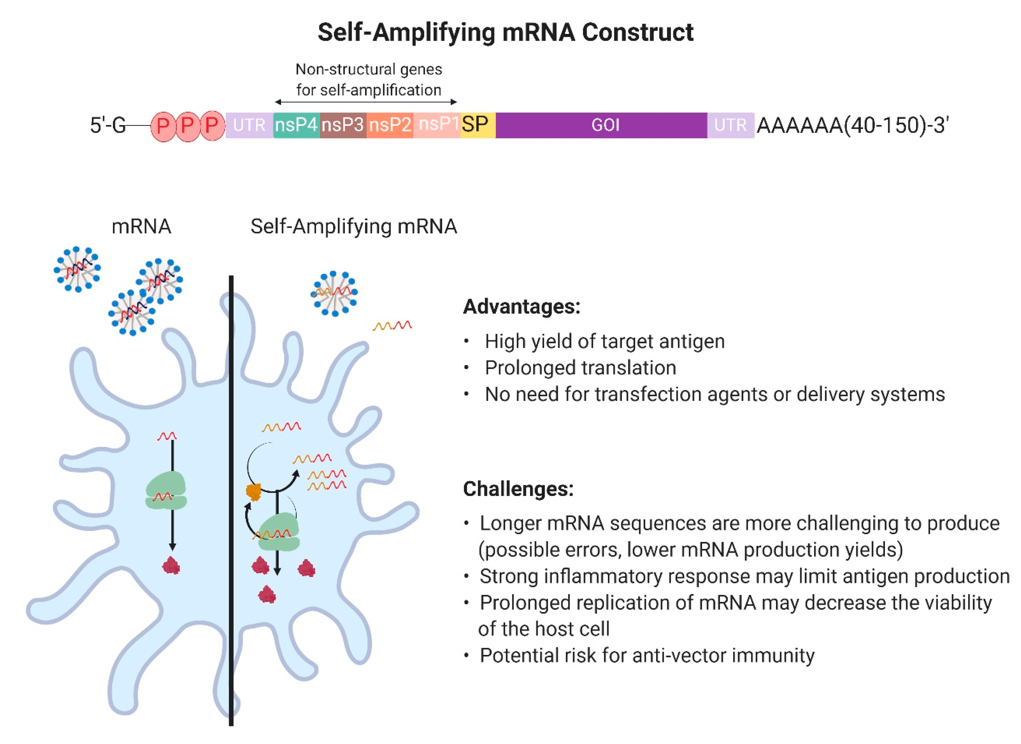 Vaccines | Free Full-Text | Enlisting the mRNA Vaccine ...