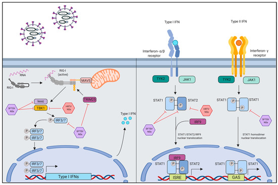 Vaccines Free Full Text Immune Modulation And Immune Mediated Pathogenesis Of Emerging Tickborne Banyangviruses Html
