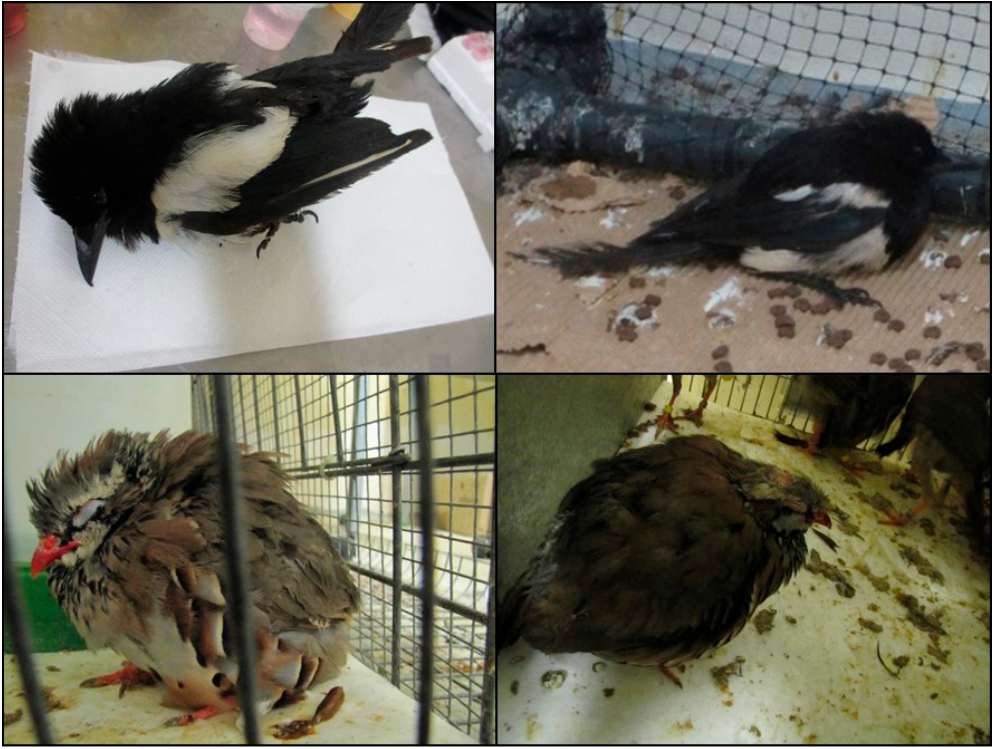 Vaccines 07 00126 g004 Vaccines 07 00126 g004