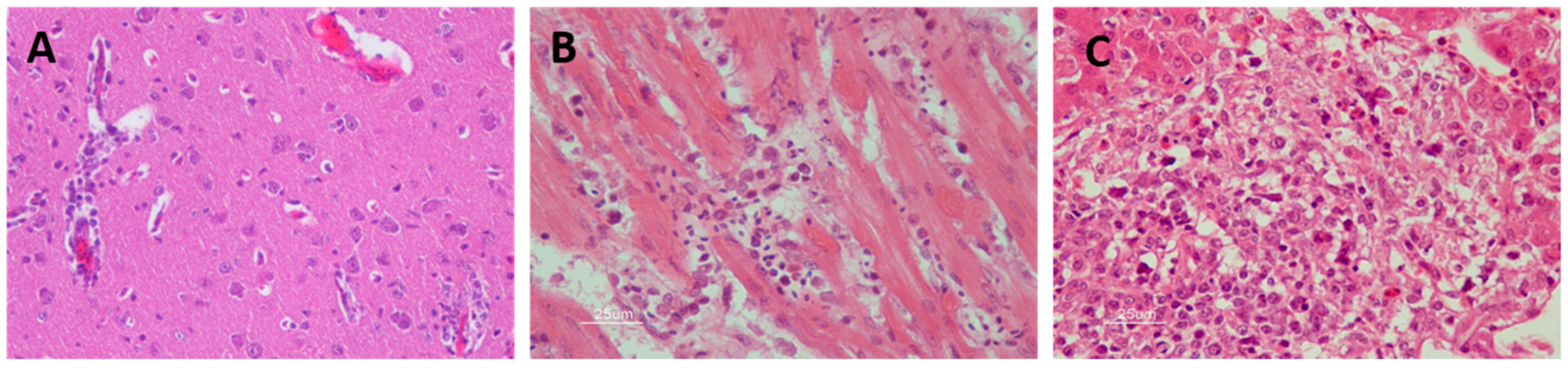 Vaccines 07 00126 g005 Vaccines 07 00126 g005