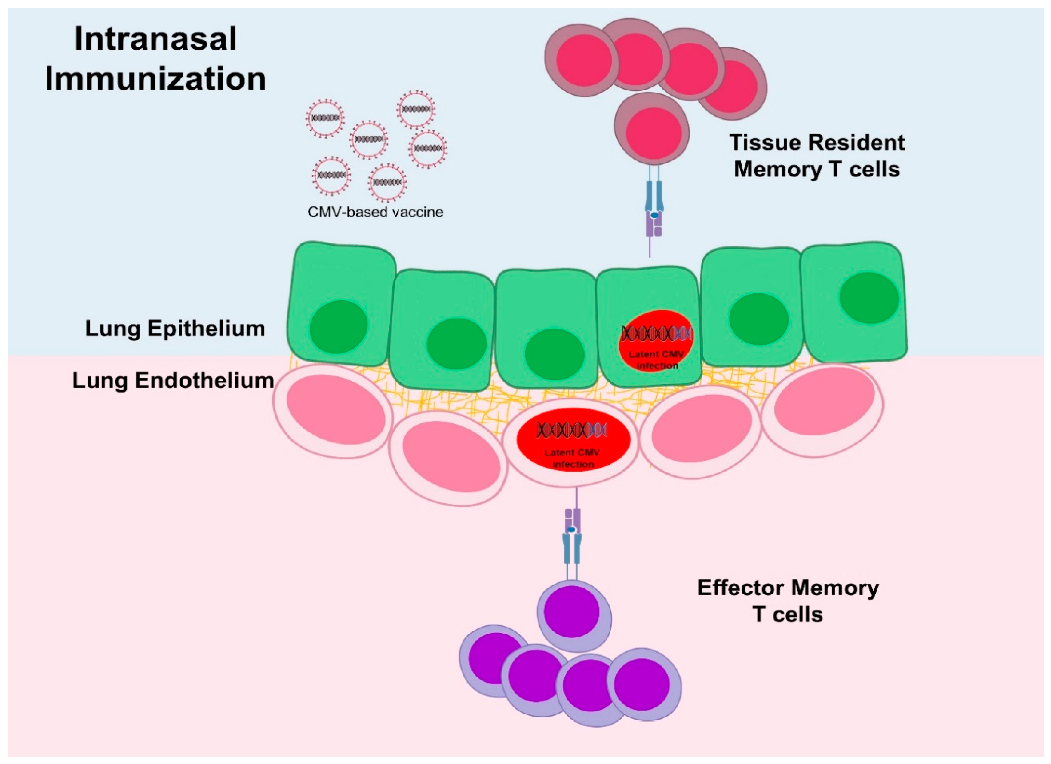 Vaccines 07 00152 g004 Vaccines 07 00152 g004