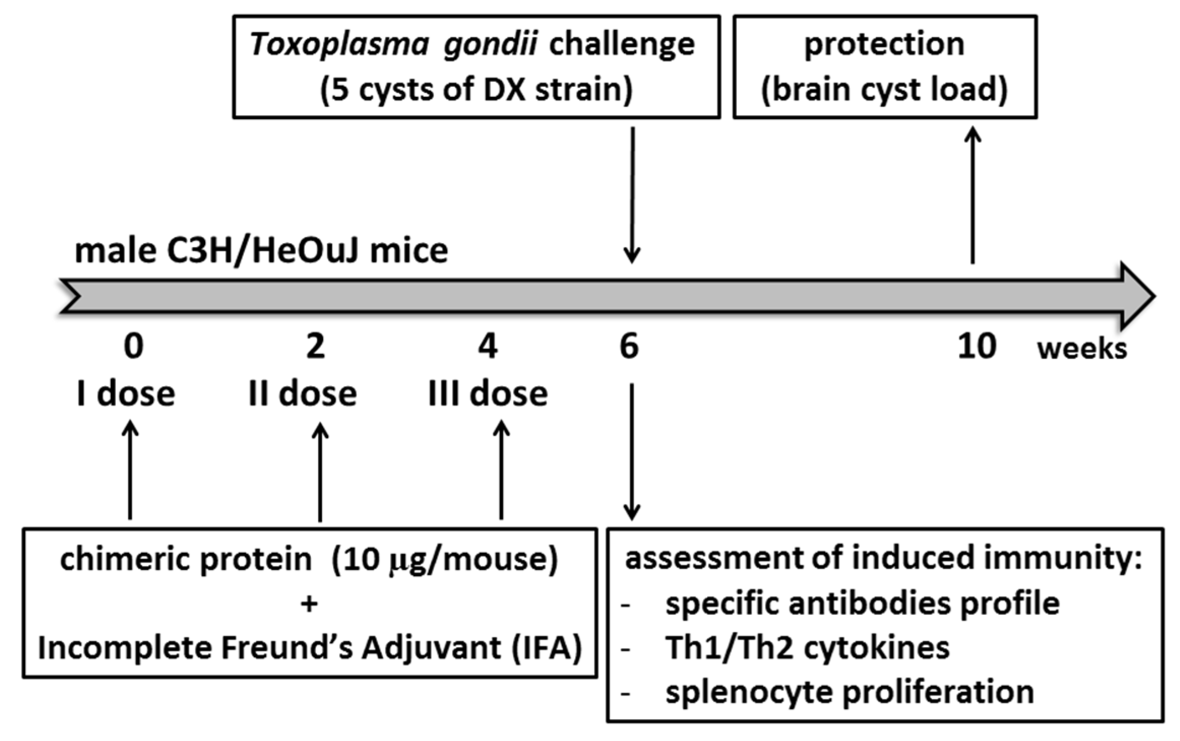 Vaccines 07 00154 g001 Vaccines 07 00154 g001