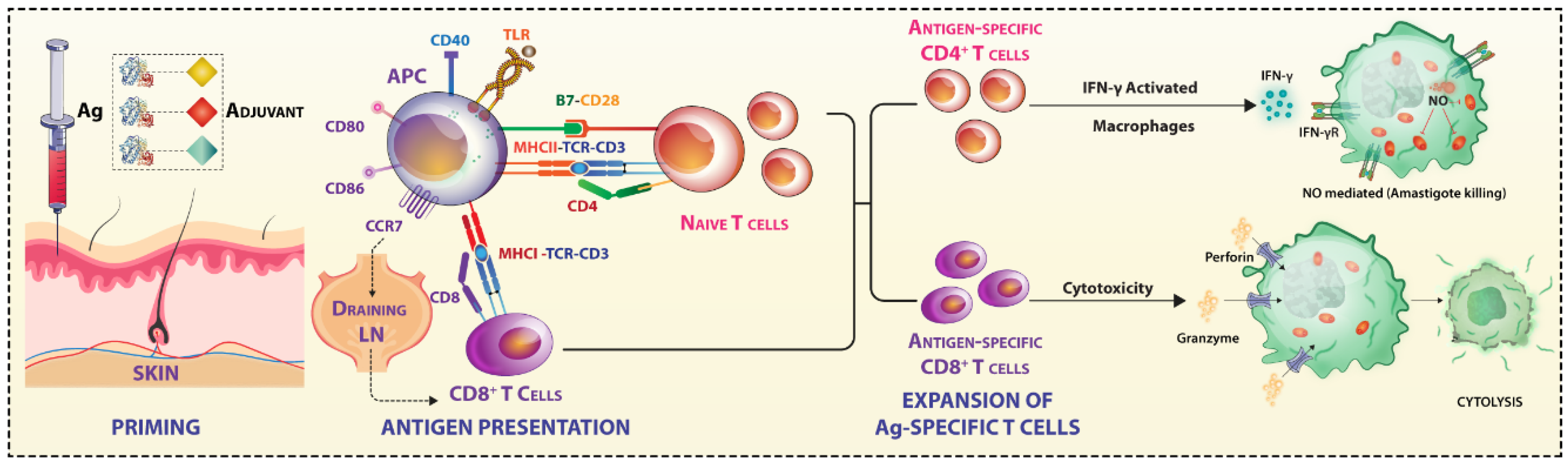 Vaccines 07 00156 g001 Vaccines 07 00156 g001