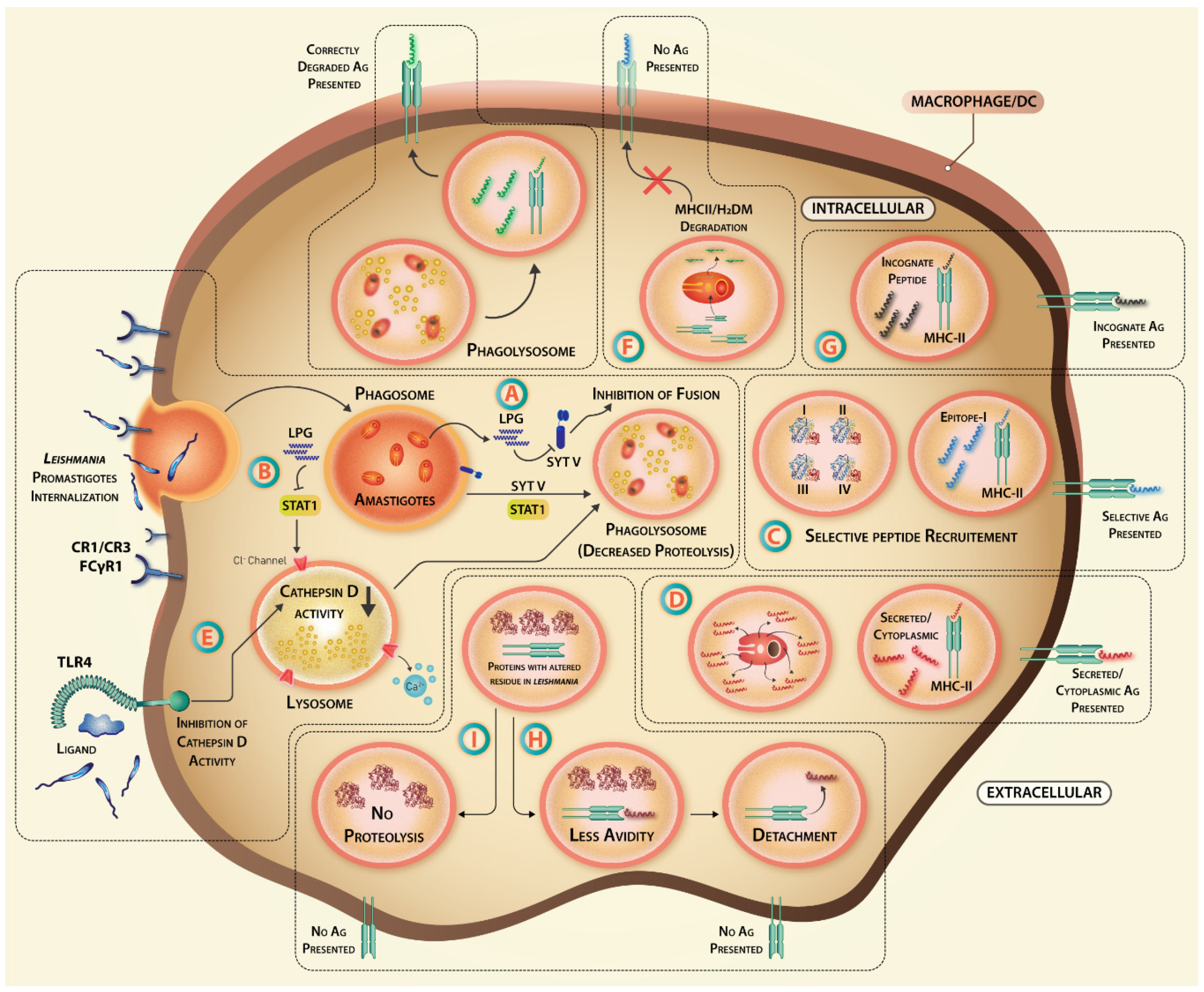 Vaccines 07 00156 g003 Vaccines 07 00156 g003