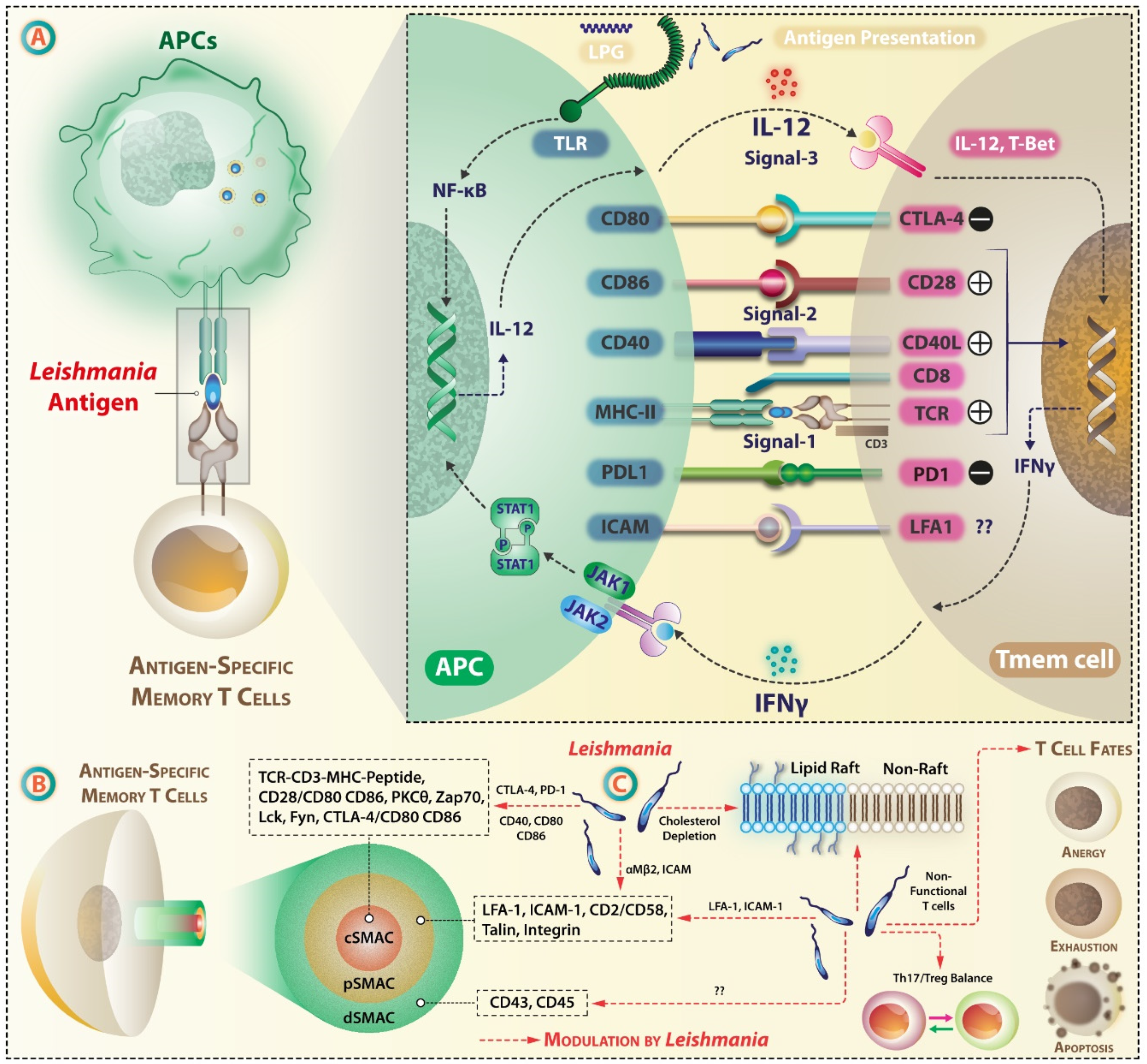 Vaccines 07 00156 g004 Vaccines 07 00156 g004