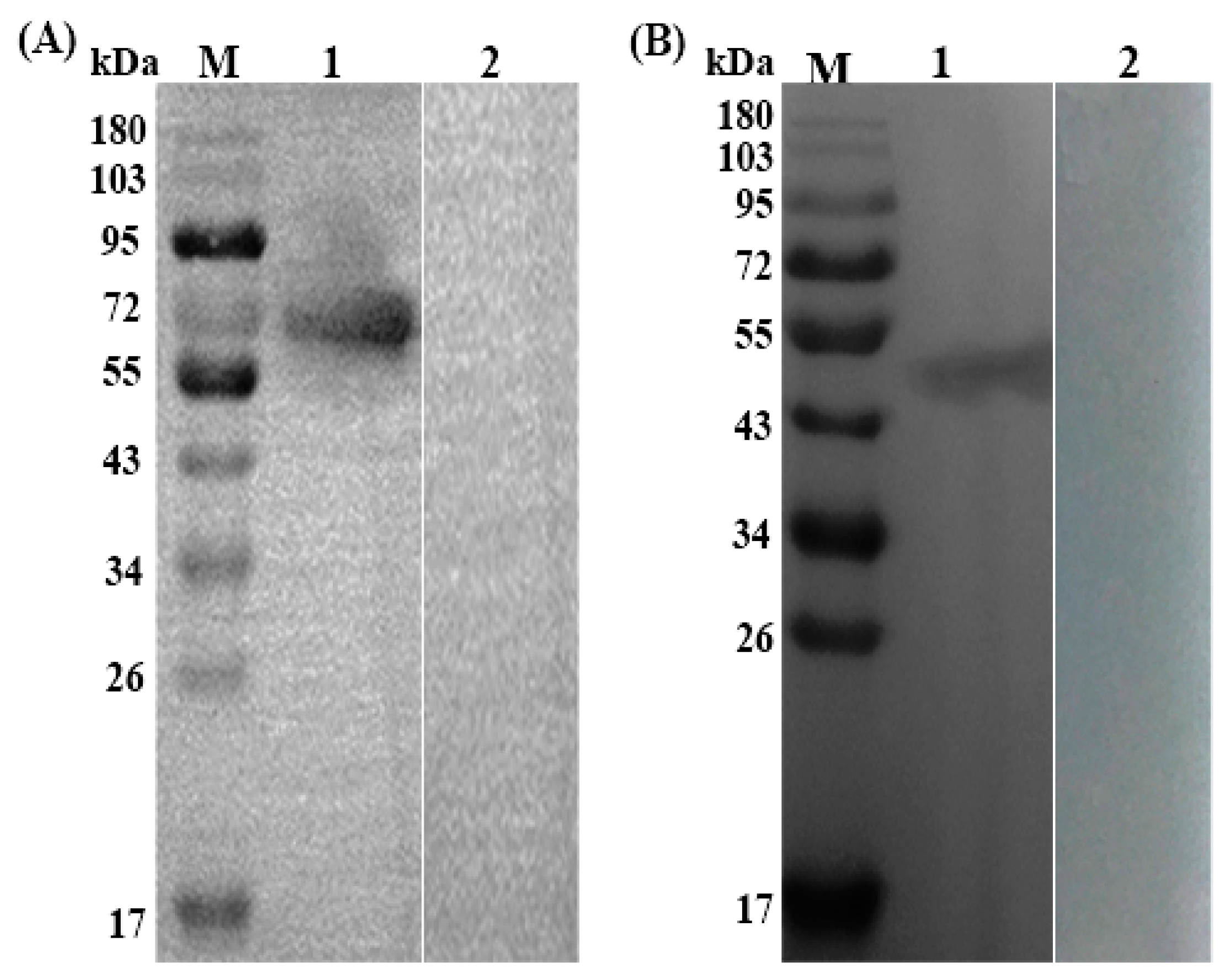 Vaccines 07 00167 g002