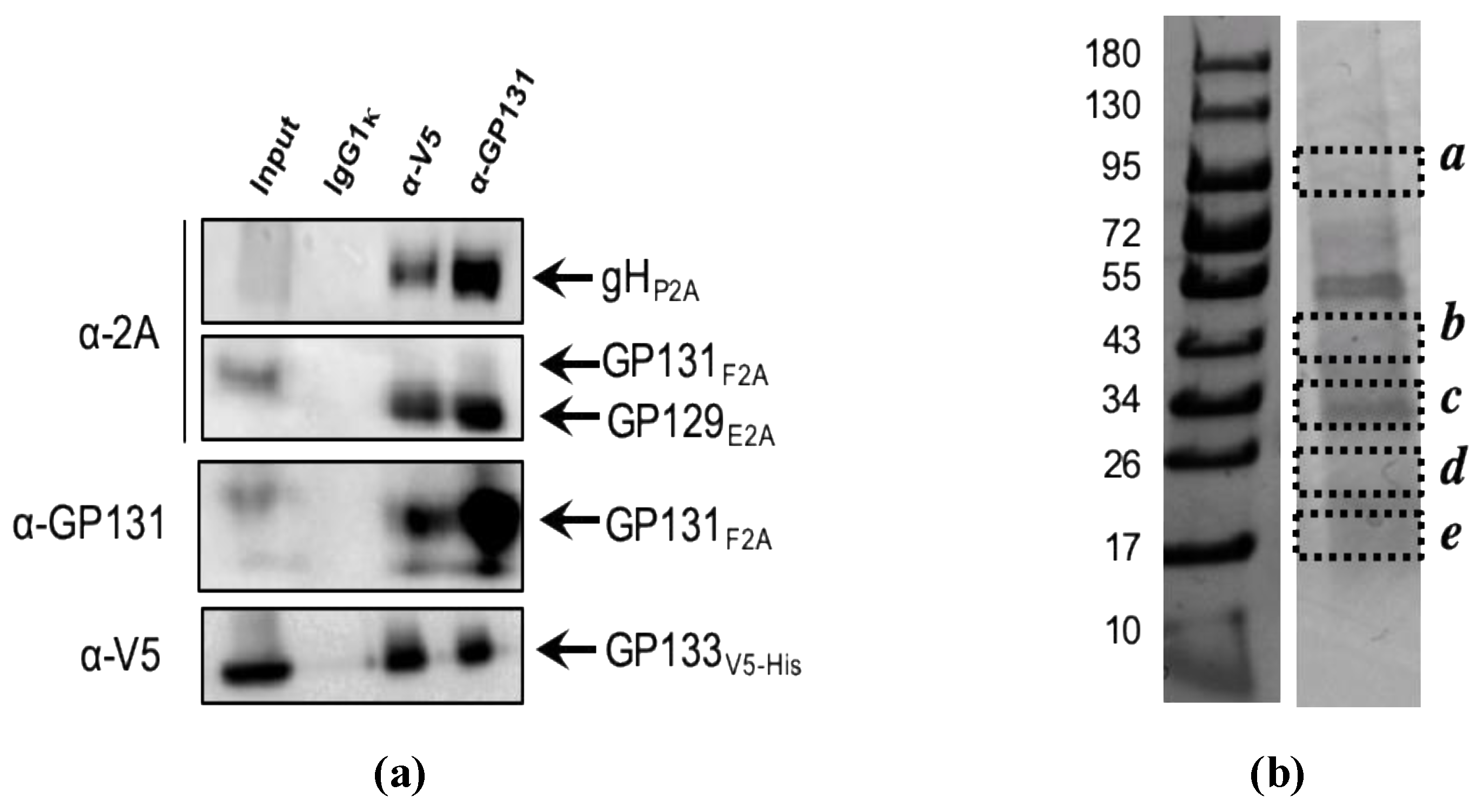 Vaccines 07 00182 g002 Vaccines 07 00182 g002