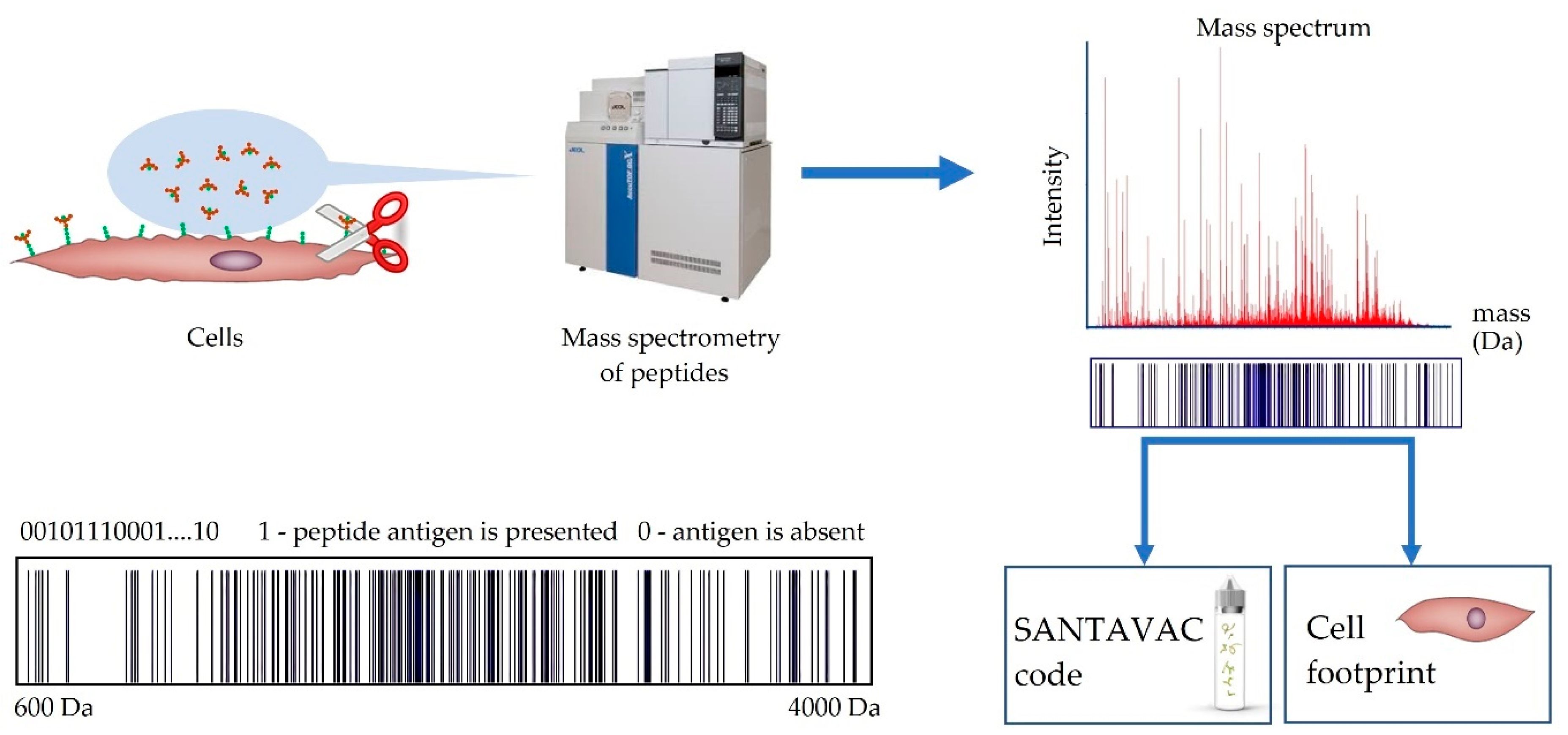Vaccines 07 00186 g003 Vaccines 07 00186 g003