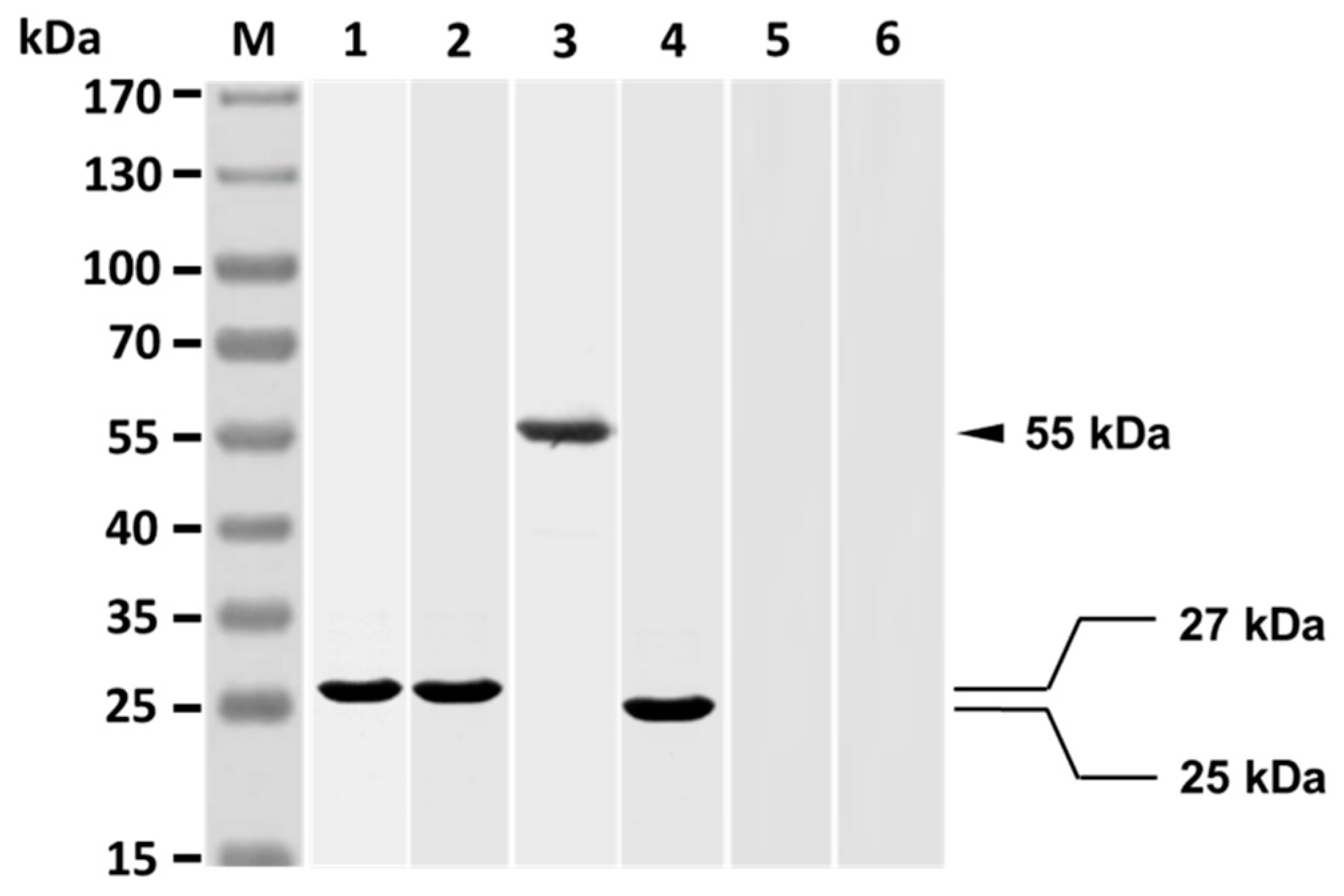 Vaccines 07 00210 g002 Vaccines 07 00210 g002