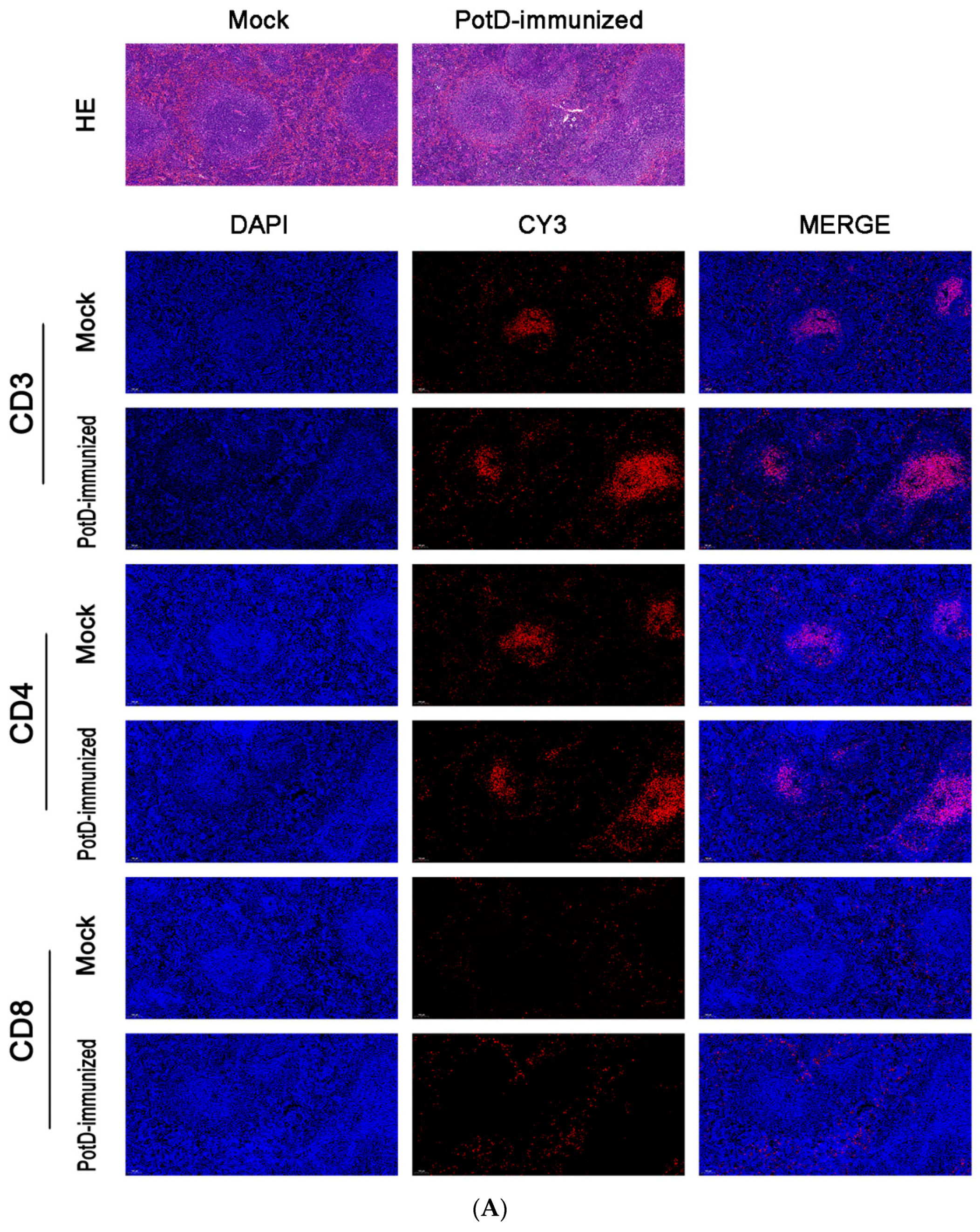 Vaccines 07 00216 g003a