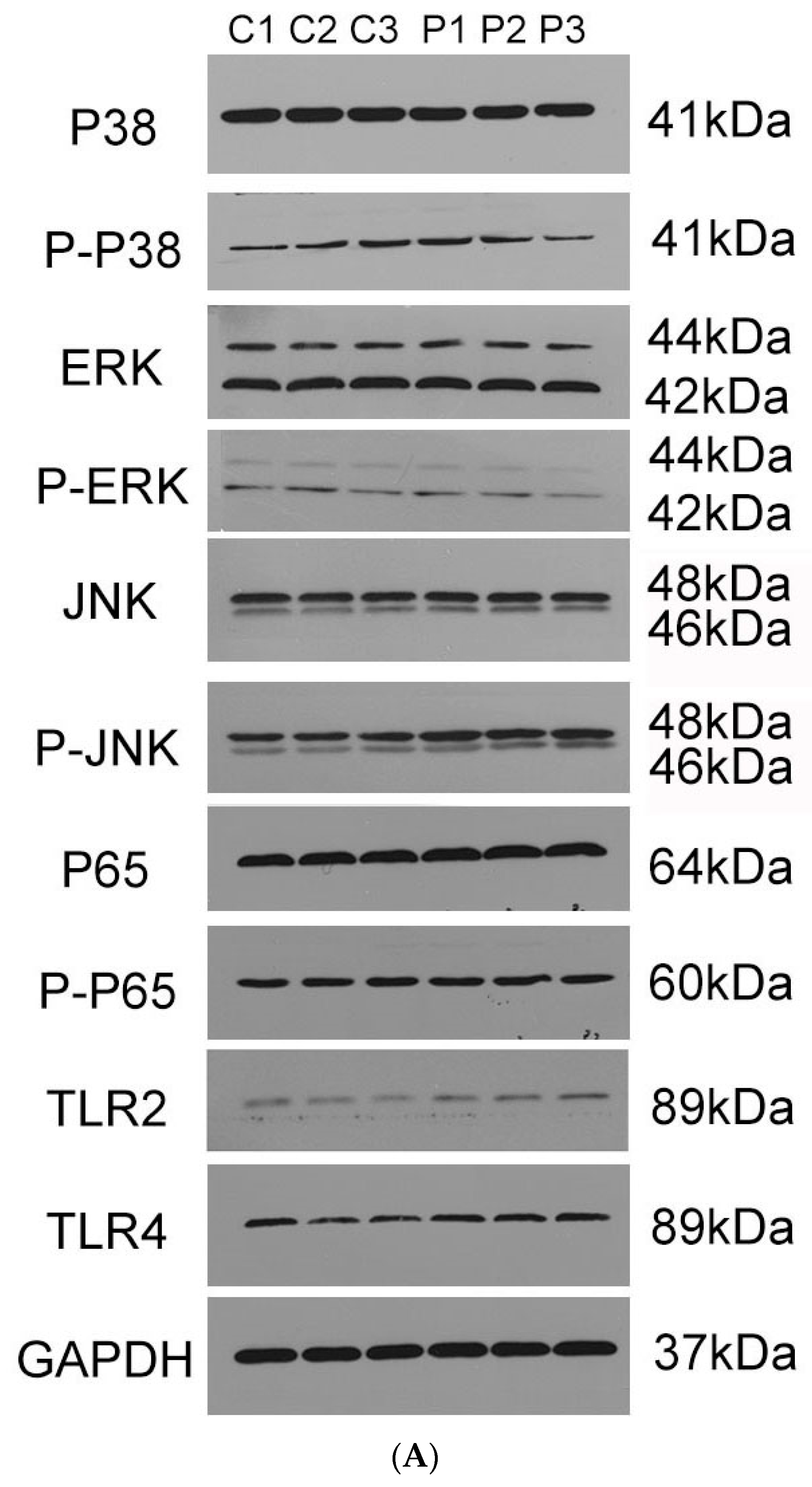 Vaccines 07 00216 g012a
