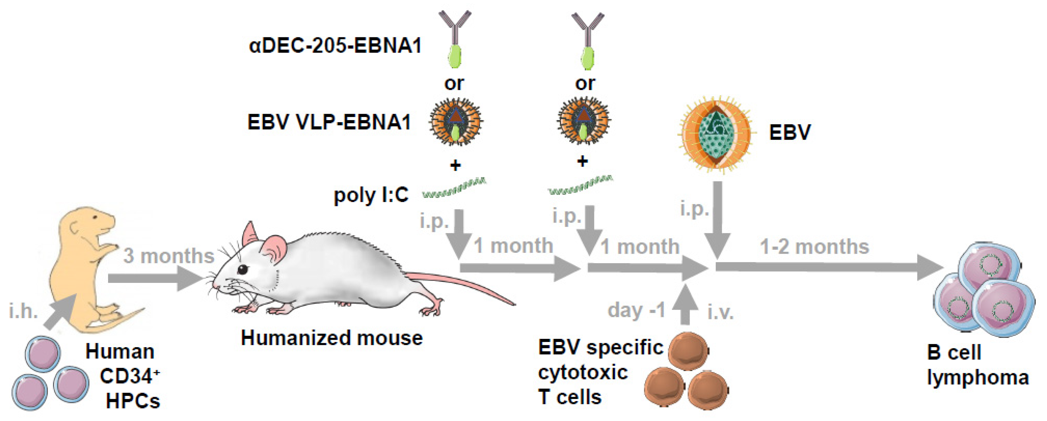 Vaccines Free Full Text Immune Control And Vaccination Against The Epstein Barr Virus In Humanized Mice