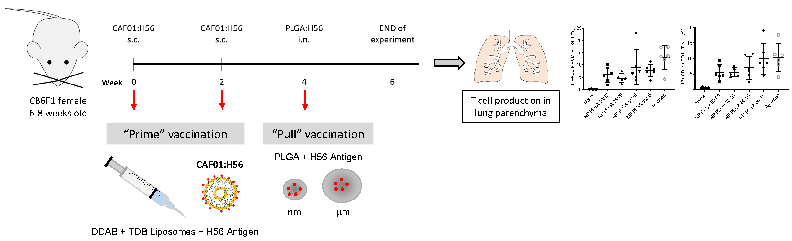 Vaccines Free FullText Investigating PrimePull Vaccination