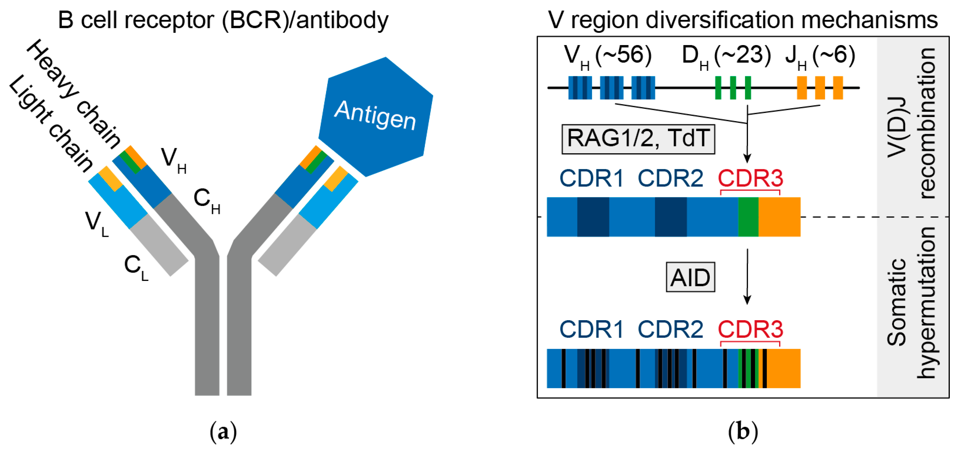 Veroorloven Vleien Gemoedsrust Vaccines | Free Full-Text | Exploiting B Cell Receptor Analyses to Inform  on HIV-1 Vaccination Strategies