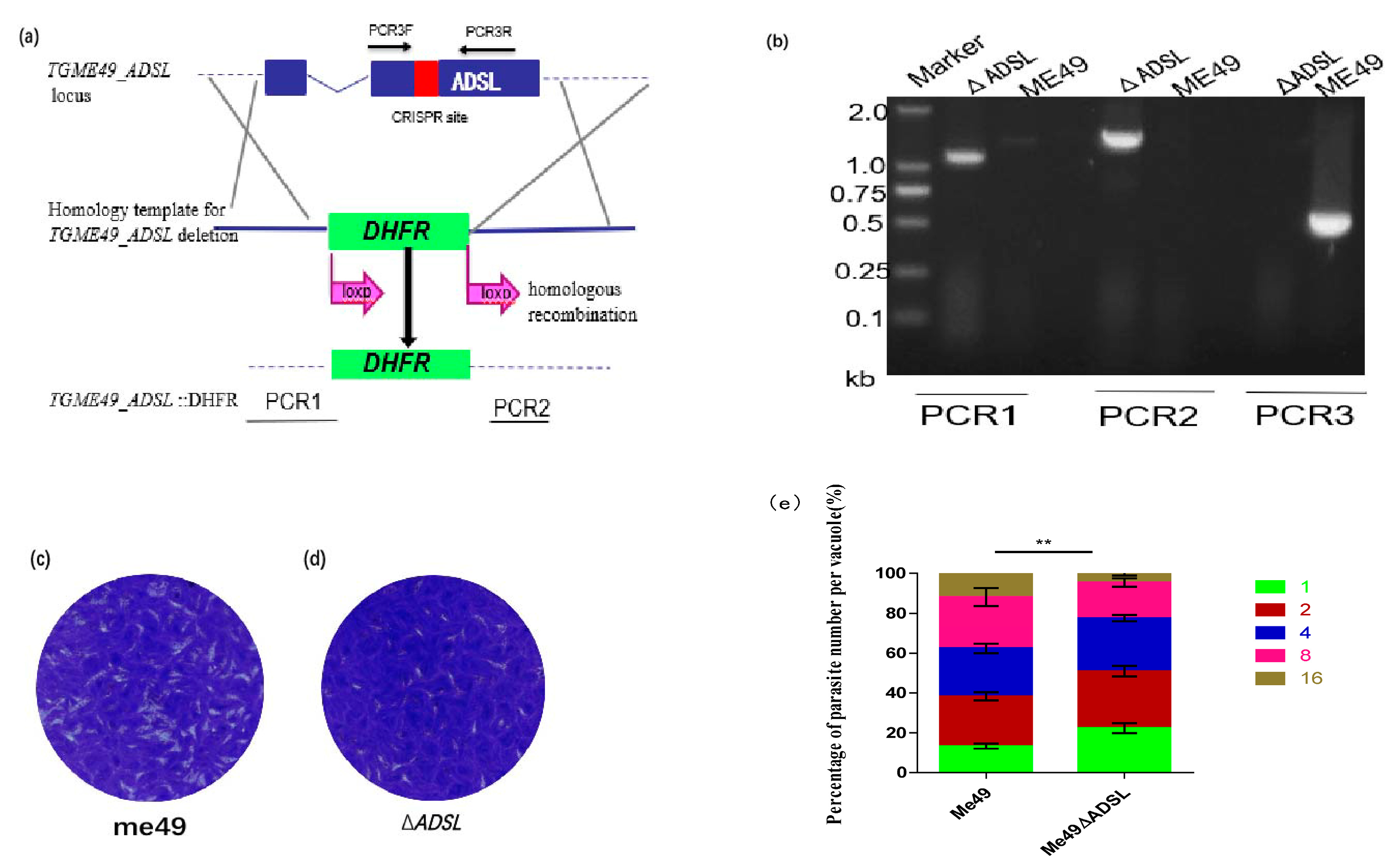 Vaccines 08 00016 g001 Vaccines 08 00016 g001