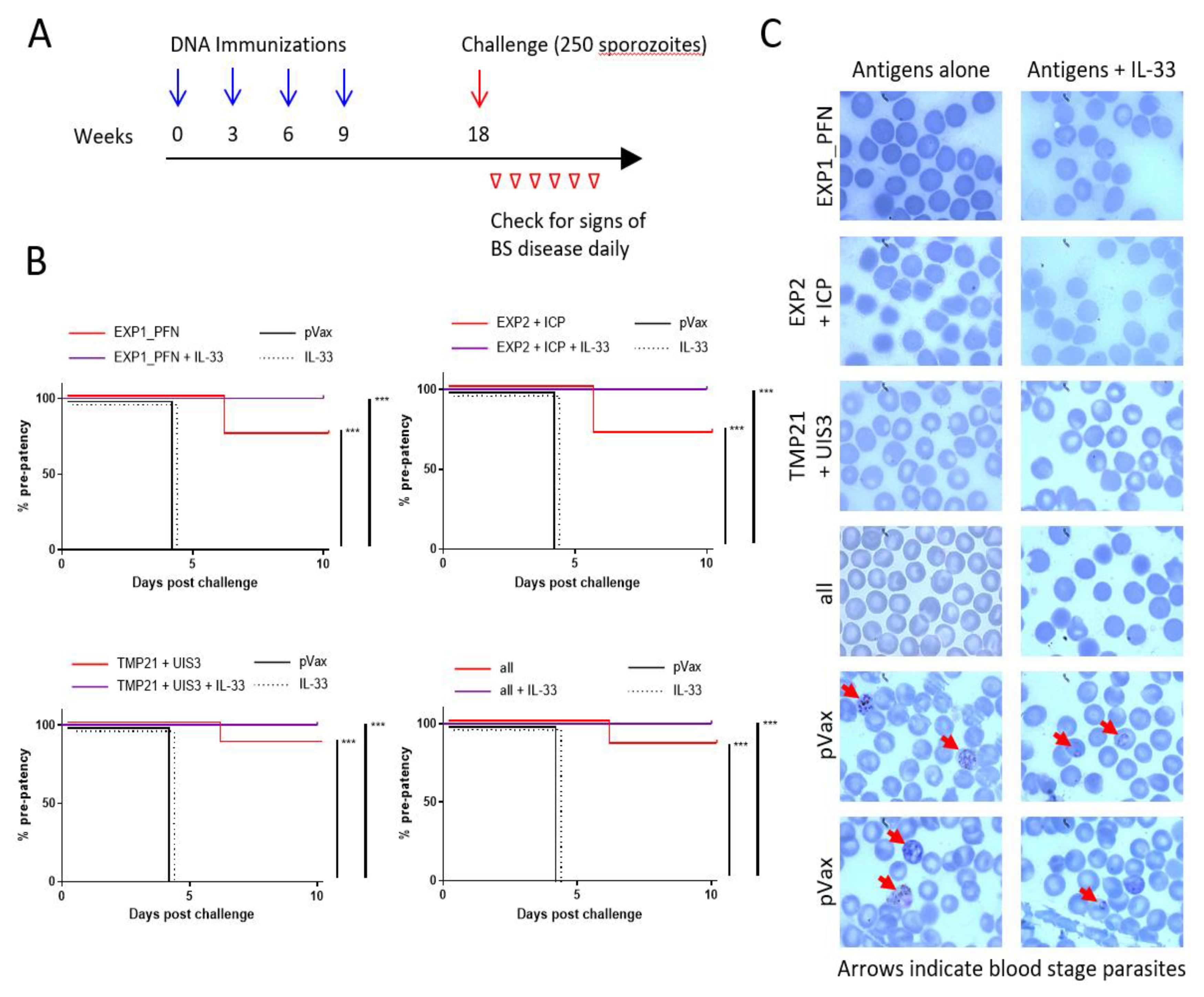 Vaccines Free Full Text Synthetic Dna Vaccines Adjuvanted With Pil 33 Drive Liver Localized T Cells And Provide Protection From Plasmodium Challenge In A Mouse Model Html Vaccines Free Full Text Synthetic Dna Vaccines Adjuvanted With Pil 33 Drive Liver Localized T Cells And Provide Protection From Plasmodium Challenge In A Mouse Model Html